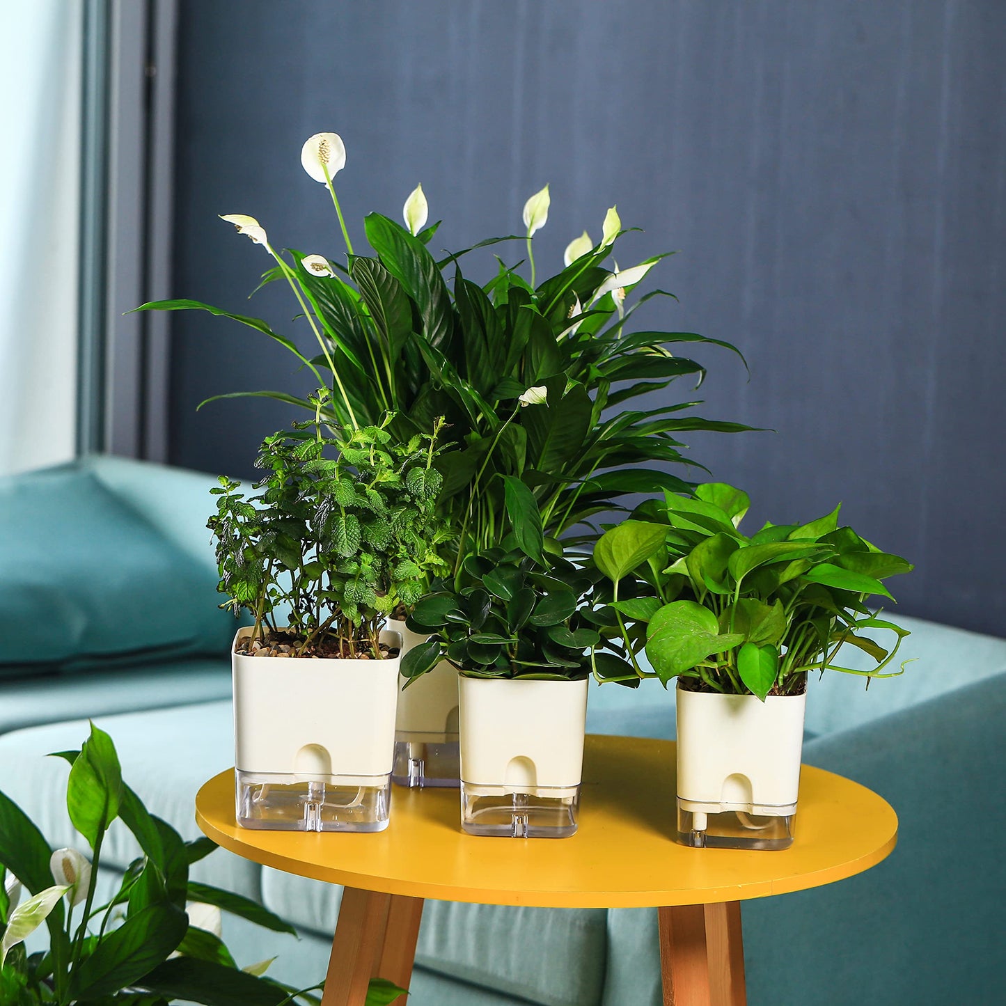 Planterhoma 6 Pack-5.5 Inch Self Watering Plant Pots for Indoor Plants, Square Self-Watering Planters Box Transparent for Devil's Ivy, Spider Plant, Orchid, African Violet