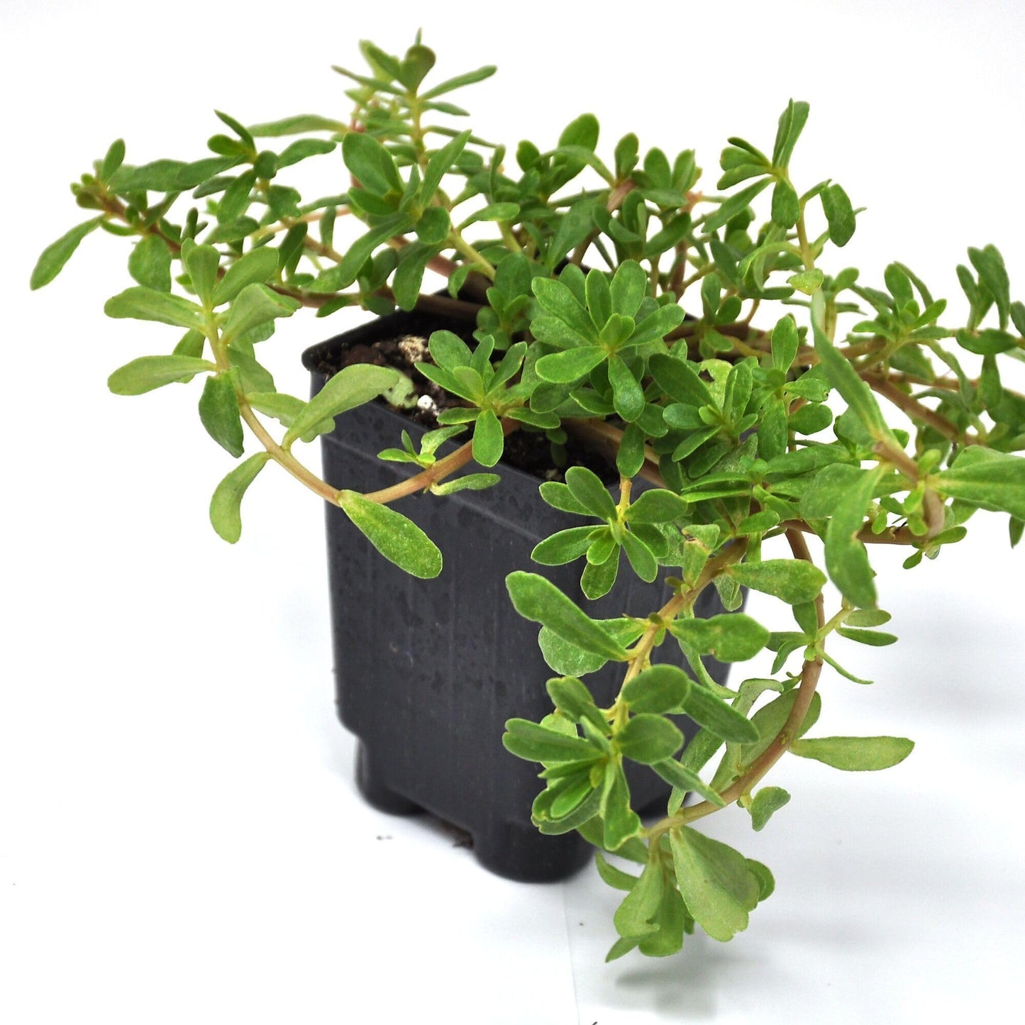 Portulaca oleracea, 'Seaglass Double Guava', Moss Rose, Purslane, Succulent, Double Blooms on Low-Growing Foliage, Container Size: 3" (2.6x3.5)