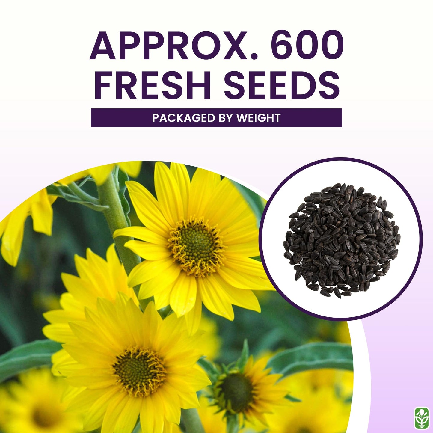 Maximilian Sunflower Seeds - Attracts Bees and Butterflies - Perennial Sunflower Native to North America, Approximtely 600 Seeds