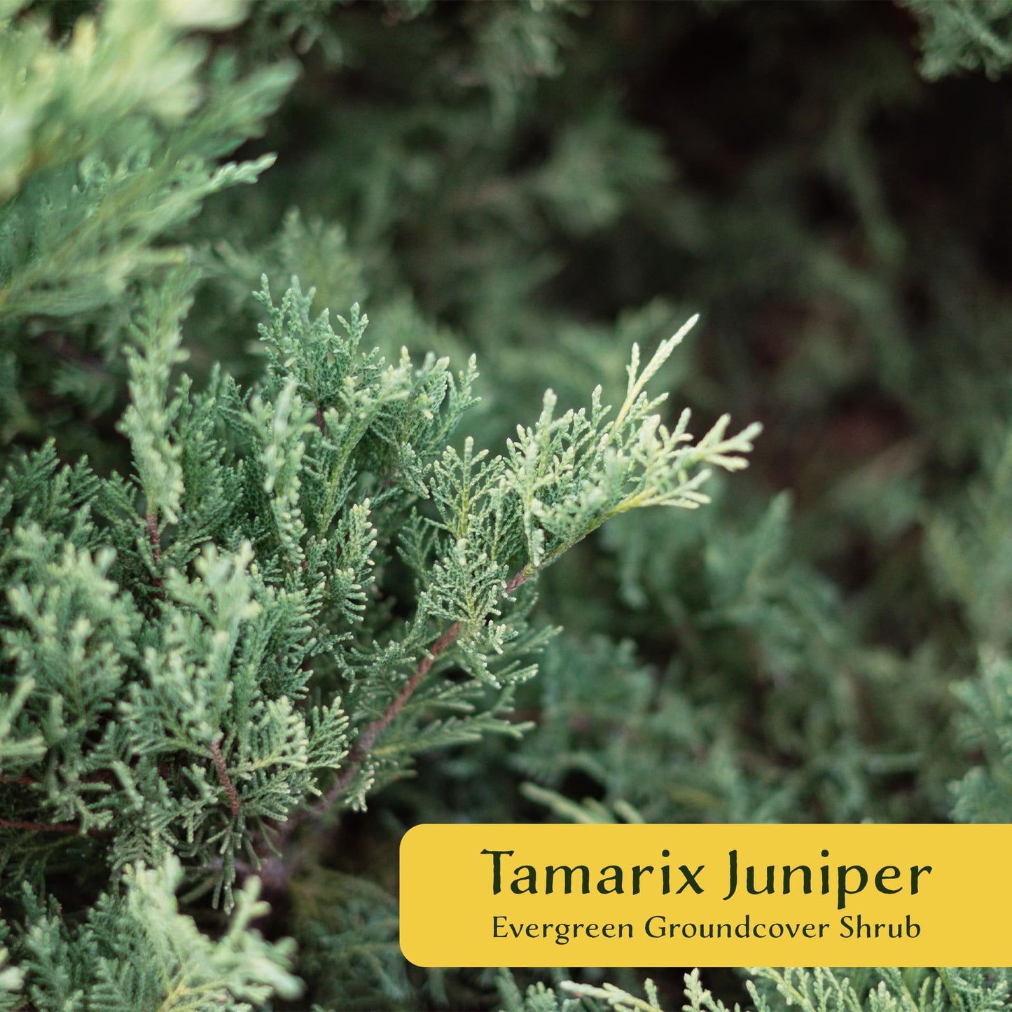 6 Tamarix Juniper in 3.5" Nursery Cubes | Juniperus Sabina ‘Tamariscifolia’ | Dense, Low-Maintenance Evergreen Shrub with Fine, Feathery Foliage | Ready-to-Plant Live Starters