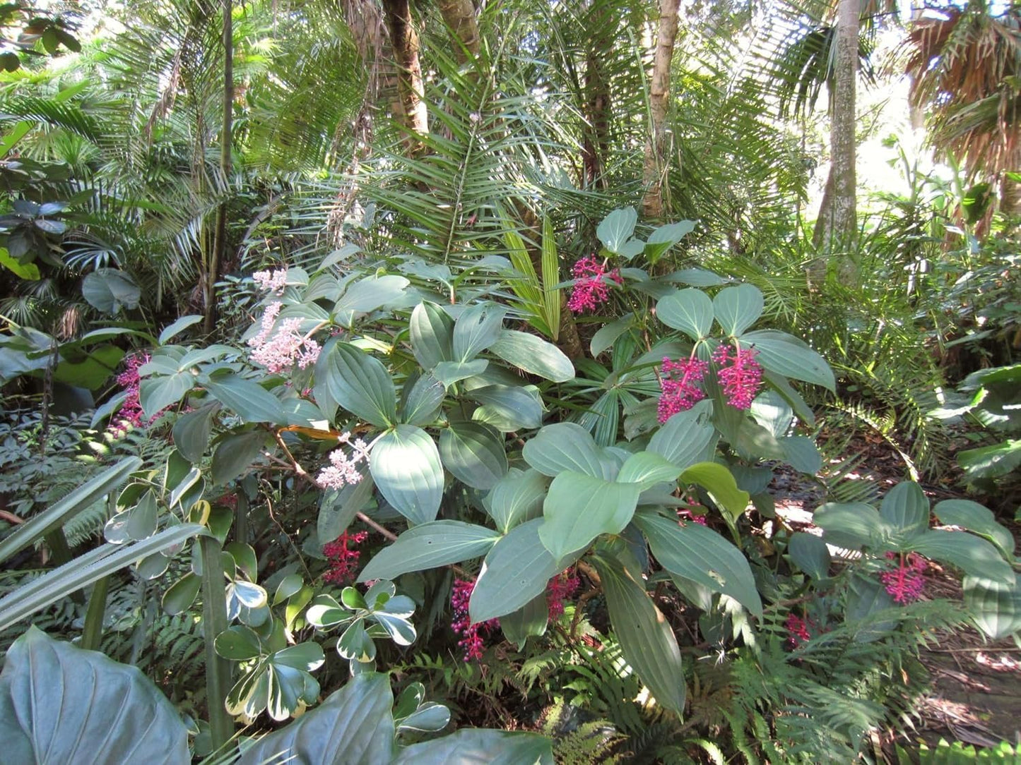 Gregori Hambali Medinilla Plant - 4 Live Plants Starters - Medinilla Coccinea - Florist Quality Beautiful Easy Care Indoor Outdoor Tree