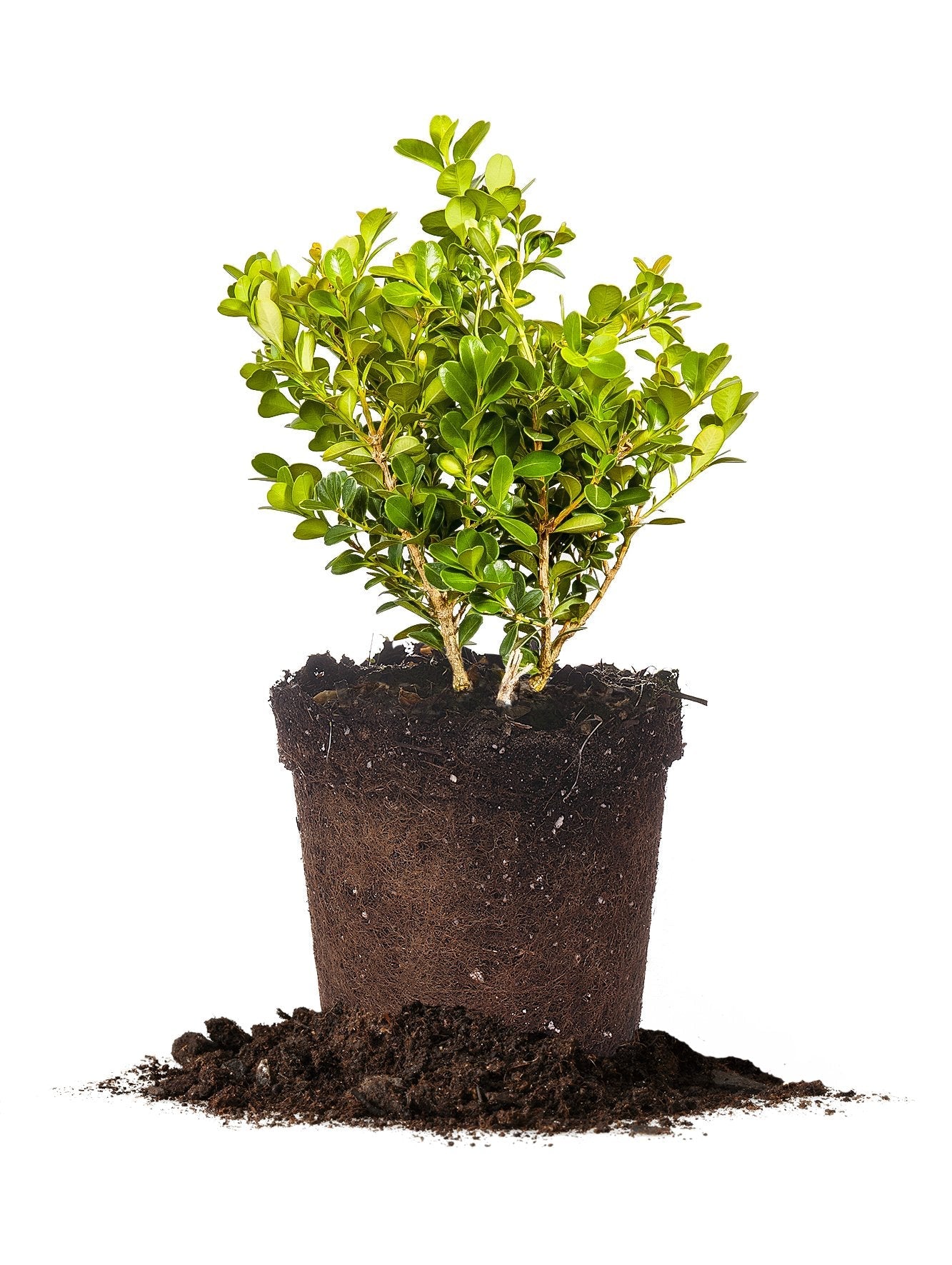 Japanese Boxwood 1 Gallon
