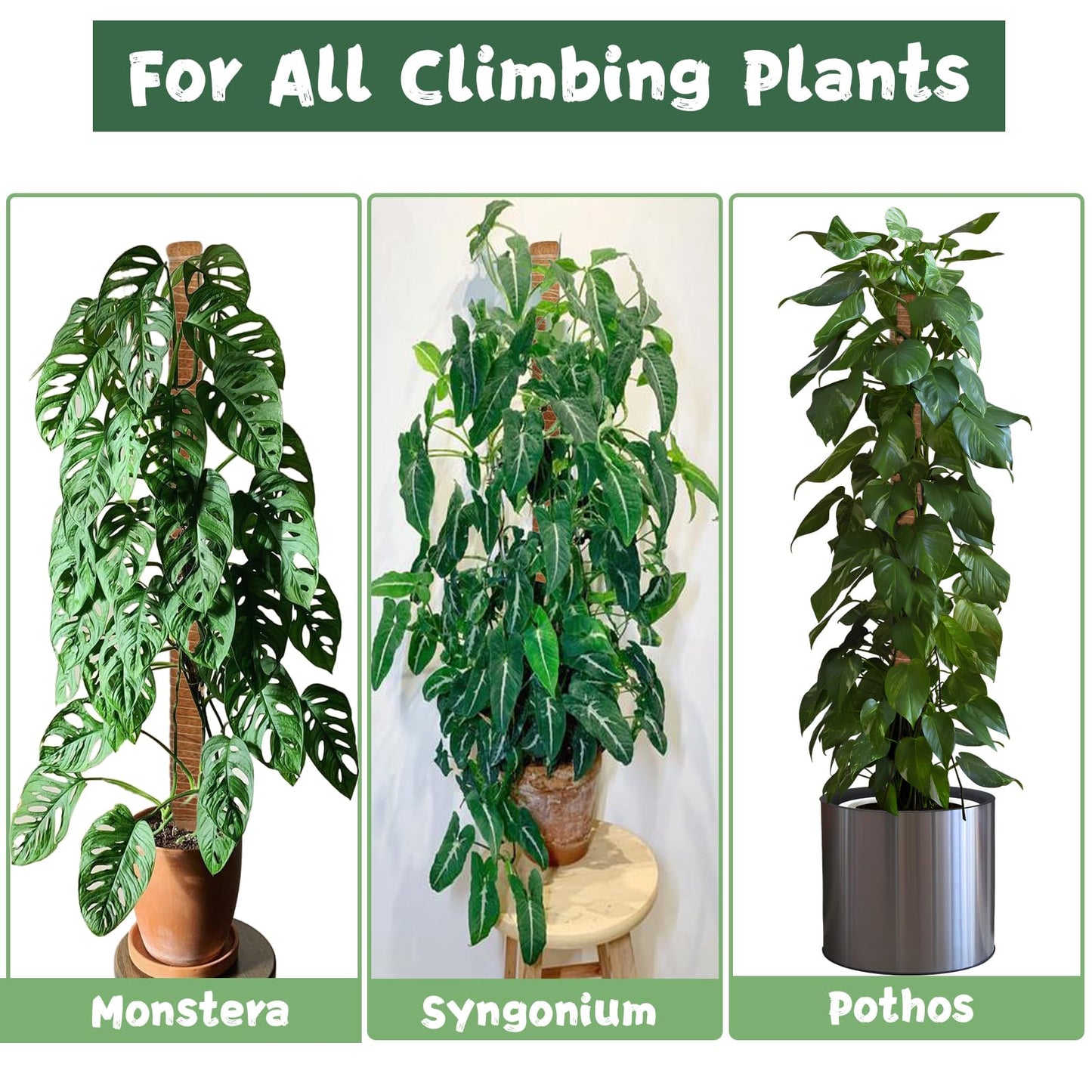 1 Pack 63Inch Bendable Tall Moss Pole for Monstera, 160cm Plant Support Moss Sticks Stakes for Climbing Indoor Plants, Pothos & Philodendron - Coir/Coco Plant Trellis for Potted Climbers & Houseplants
