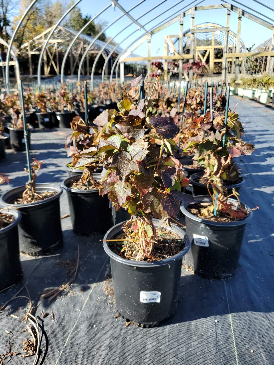 Parthenocissus Tricuspidata (Boston Ivy) Shrub, #3 - Size Container