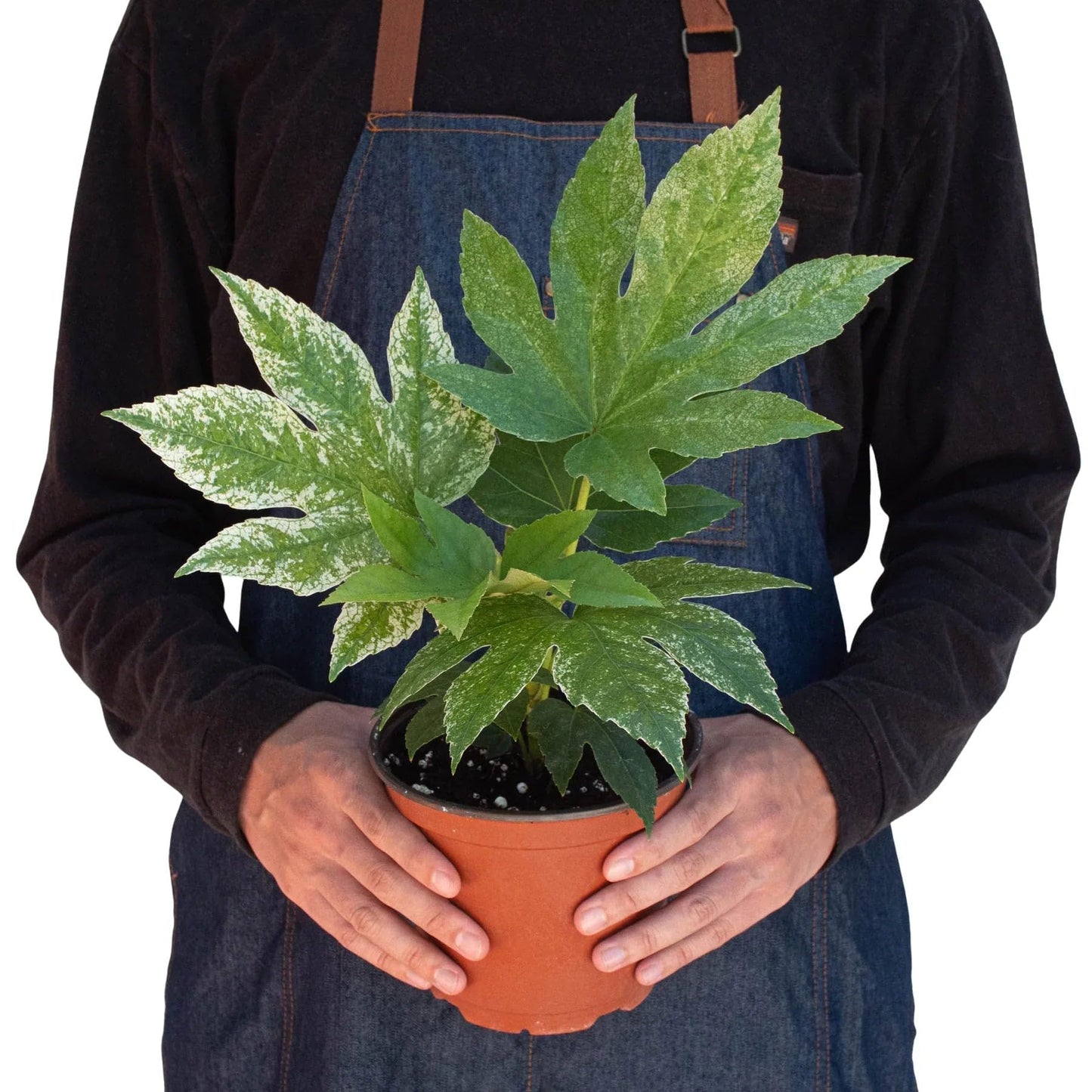 Fatsia 'Spider's Web' | Live Plant for Indoor & Outdoor | for Living Room, Office, Bathroom | (6" Pot)