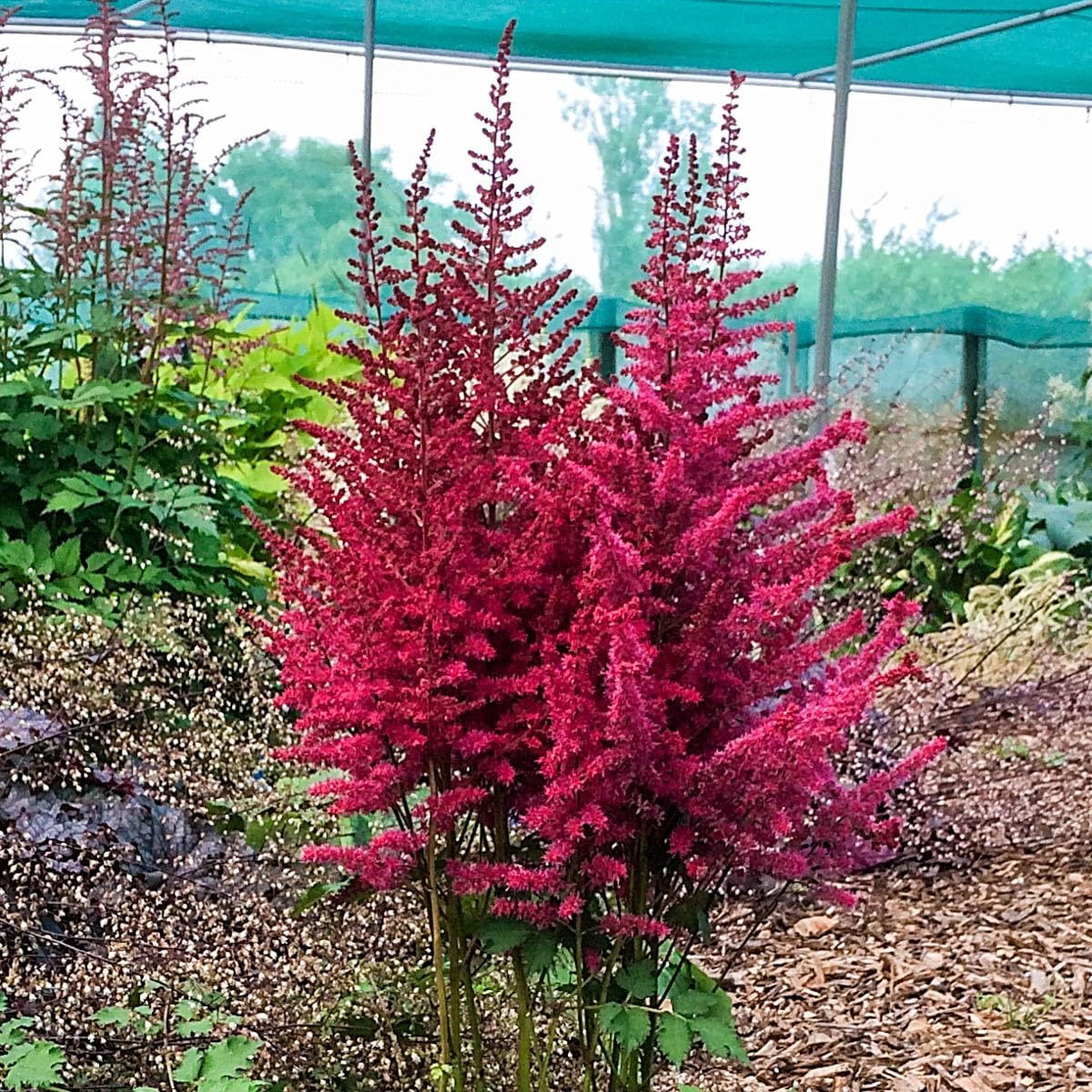 GARDENS ALIVE! - Fanal Red Flowering Astilbe Dormant Bare Root Perennial Starter Plant Roots, 3 Plant per Offer