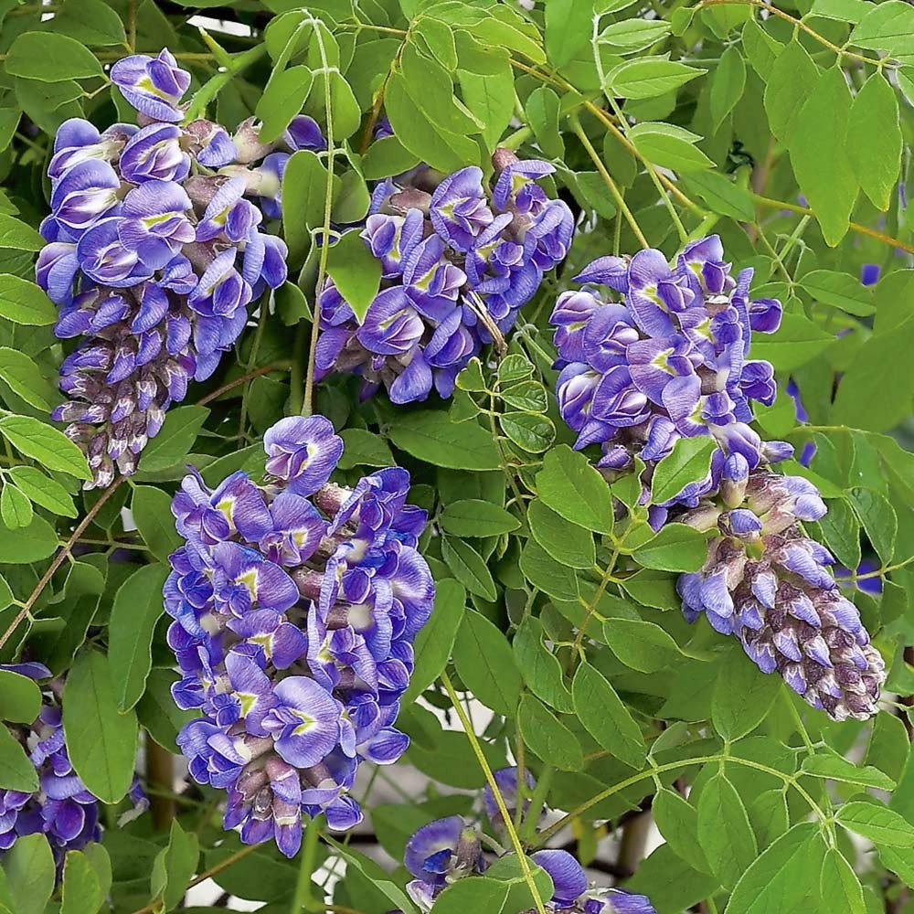Amethyst Falls Wisteria Vine - Live Starter Plant - 4 inch Pot by Daylily Nursery (3)