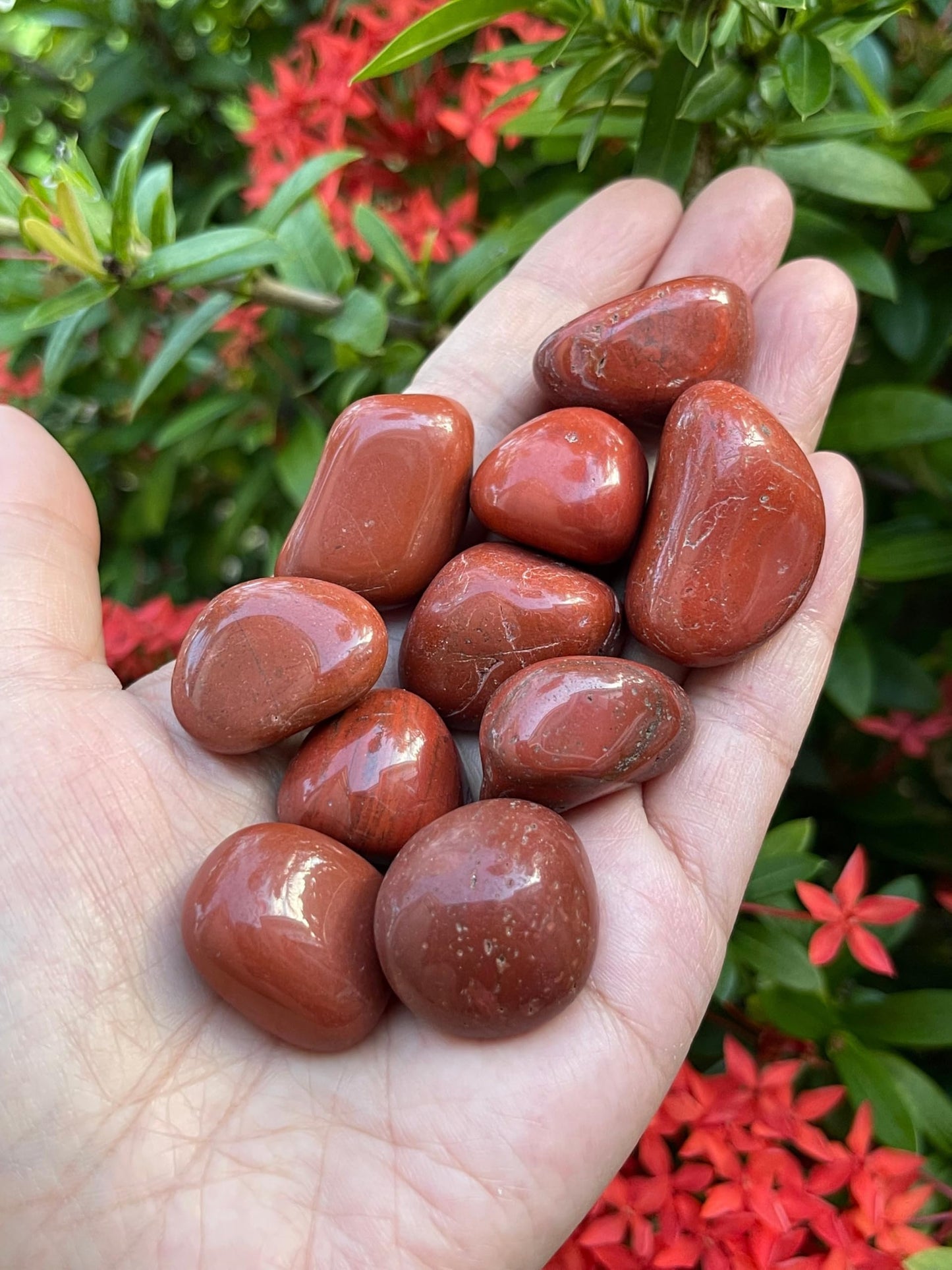 GAF TREASURES 5 Pcs Red Jasper Tumbled Stones, Polished Red Jasper Gemstone, Red Jasper Healing Crystals (Red Jasper)