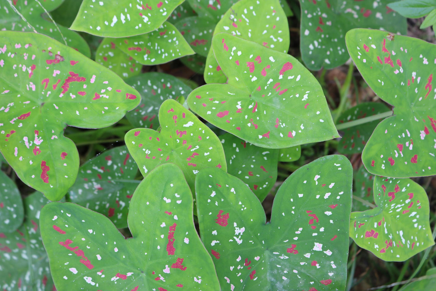 12 Galaxy Caladium Bulbs for Planting - Perennial Hosta, Elephant Ears, Fancy (12 Bulbs)