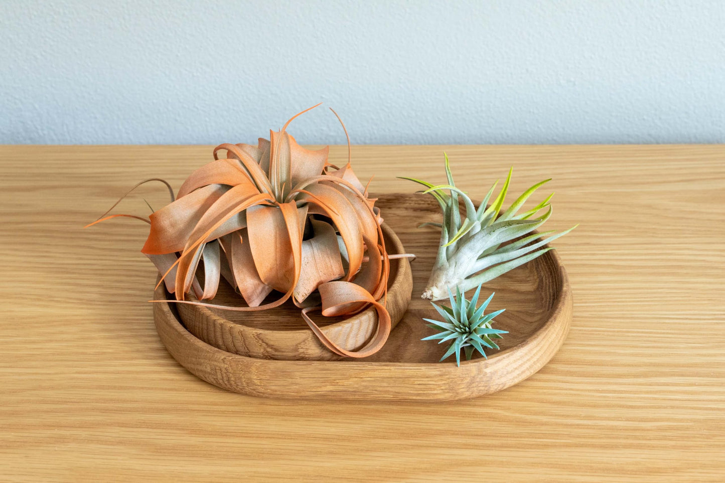 Colorful Mini Tillandsia Xerographica Air Plants in Custom Vibrant Tones - (Frost, Pack of 3)