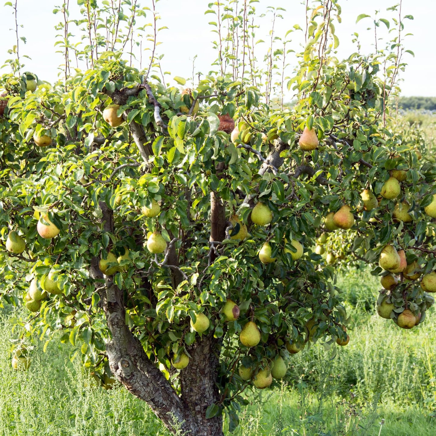 9 Months Old Pear Tree Live Plant for Spring Planting, Sugar Sweet Pears 8-10 Inches in Tall, No Pot, Dormant in Winter, No Leaf, Cold Hardy Pear Home Orchard Yard