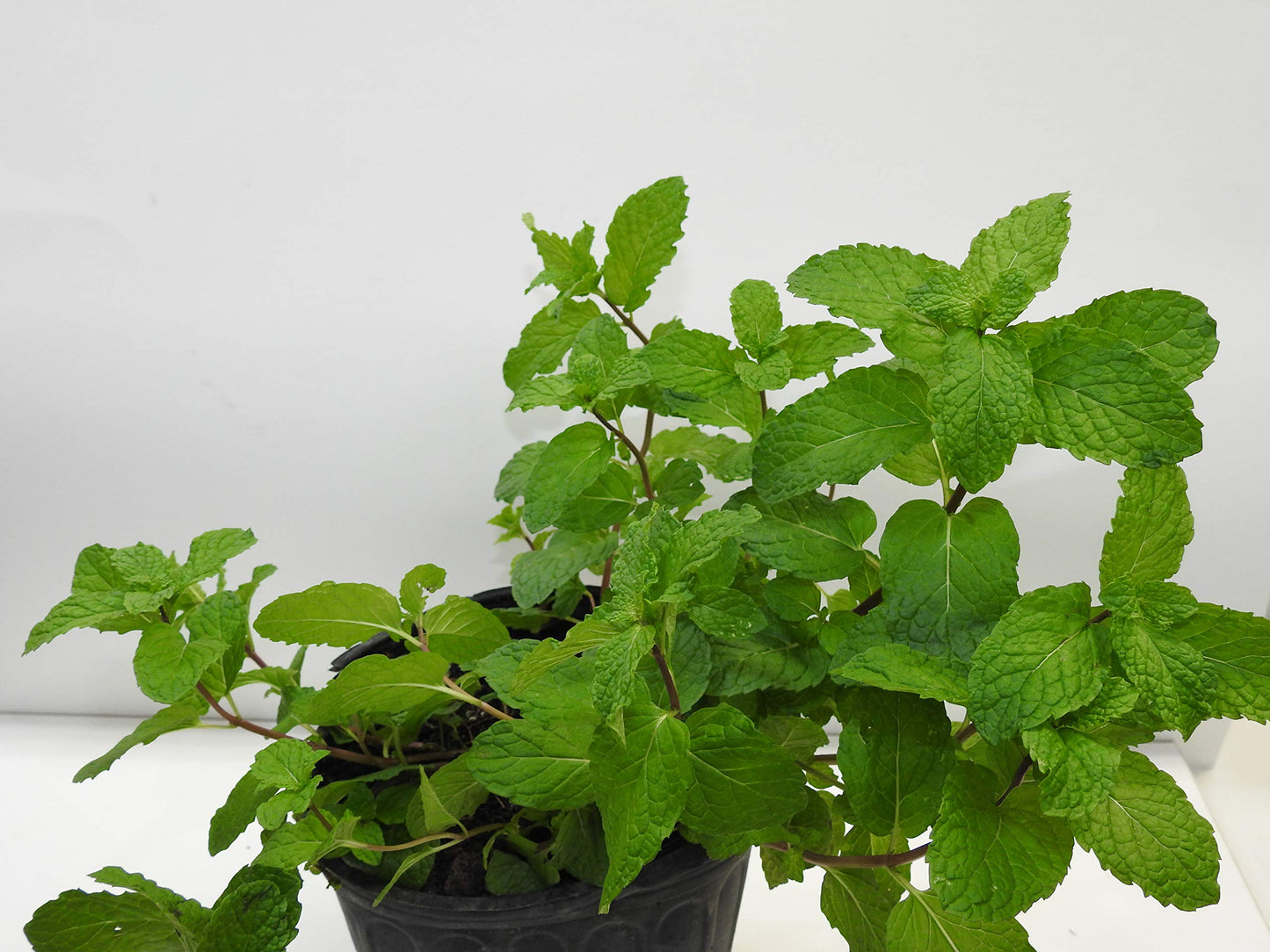 Menta o hierba Buena/Mints Full Plant with Root