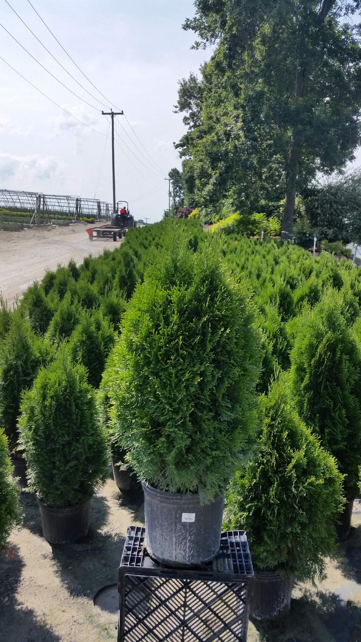 Live Plant Green Promise Farms, Thuja occidentalis 'Smargd' Emerald Green Arborvitae #3 Size Container, Evergreen