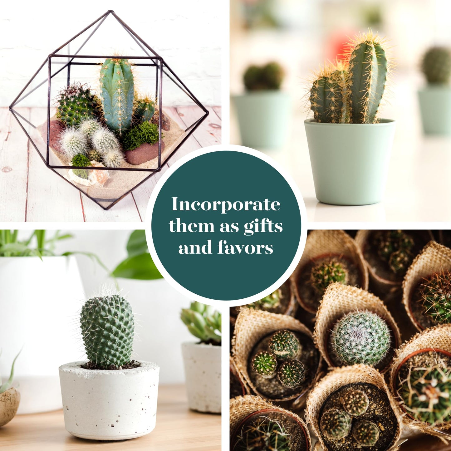 Shop Succulents | Can't Touch This Collection | Assortment of Hand Selected, Fully Rooted Live Indoor Cacti Plants, 5-Pack