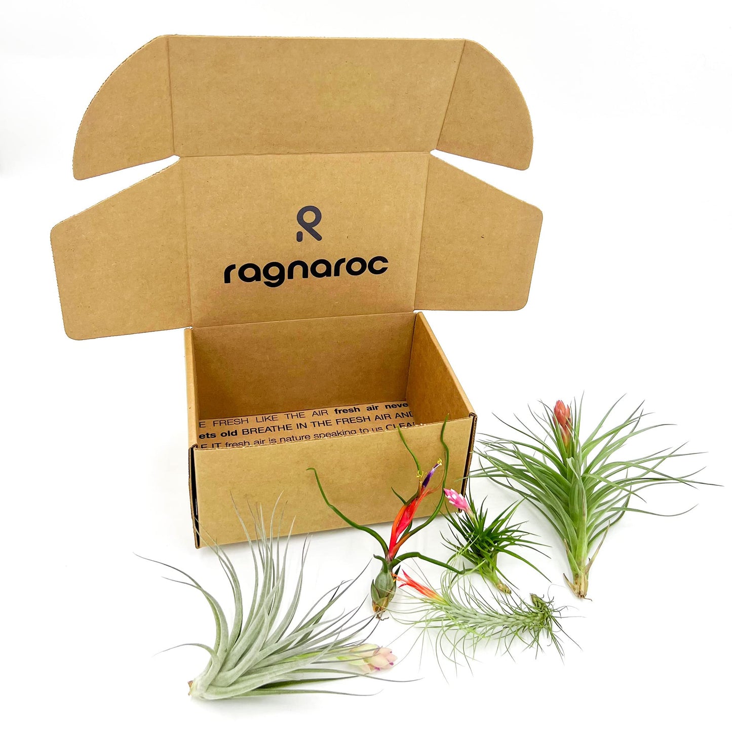 ragnaroc Air Plants - Elsker Gift Box - Large 4" - 5ct - Live Arrival Guaranteed - House Plants for Home Decor & Gift