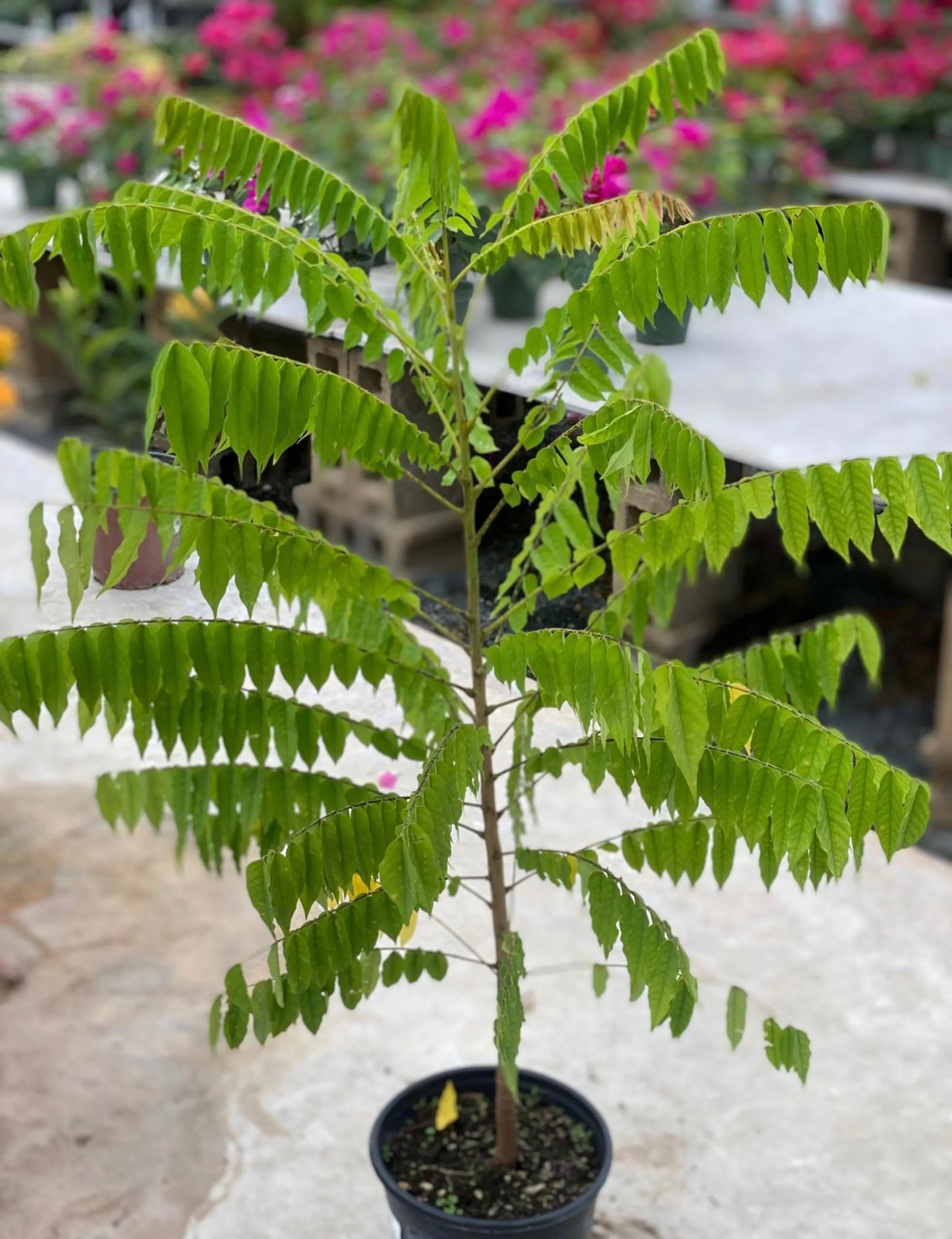 Big Averrhoa Bilimbi (Cucumber Tree) Bilimbi Tropical Live Fruit Tree(2-3ft)