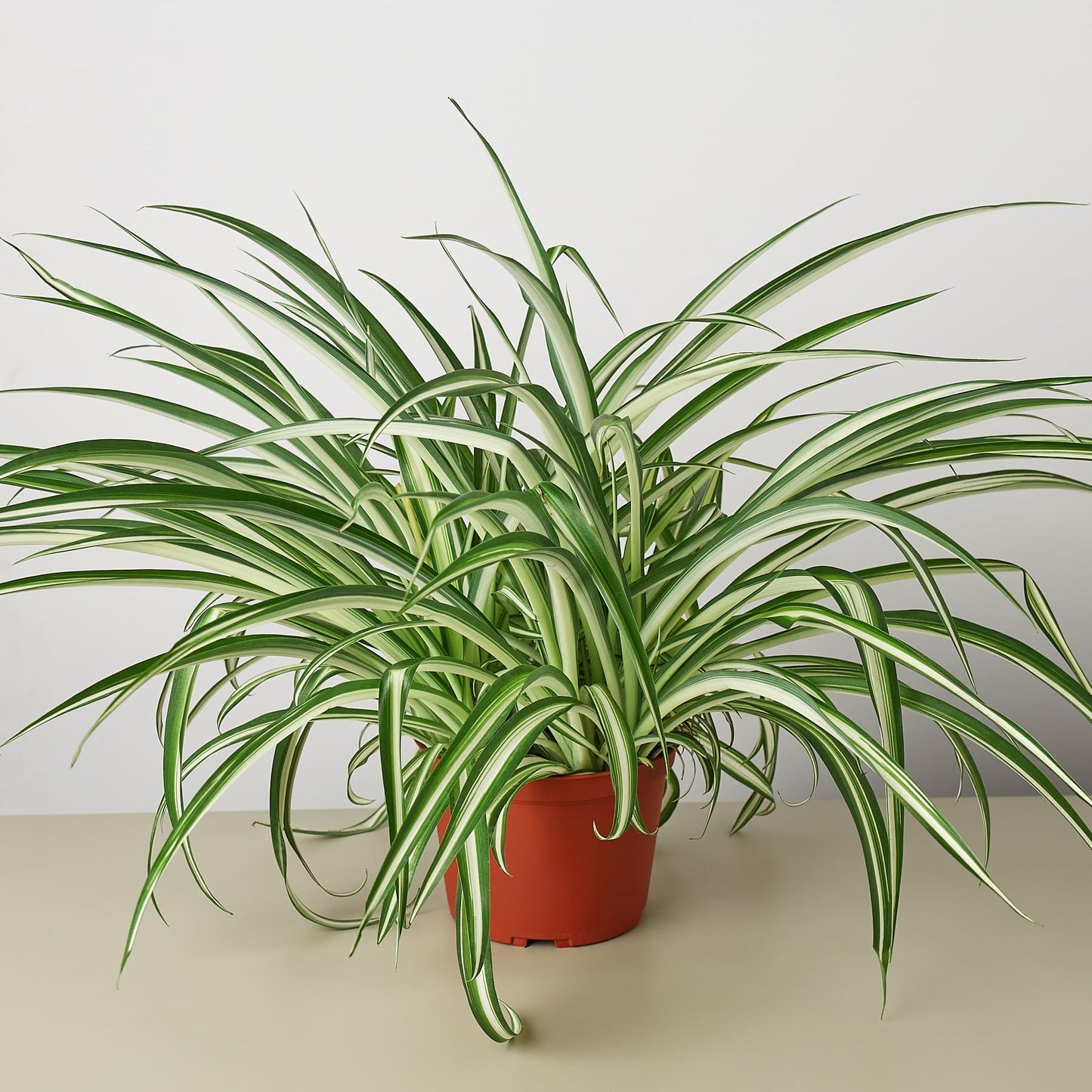 Spider 'Reverse' | Live Plant for Indoor & Outdoor | for Living Room, Office, Bathroom | (6" Pot)
