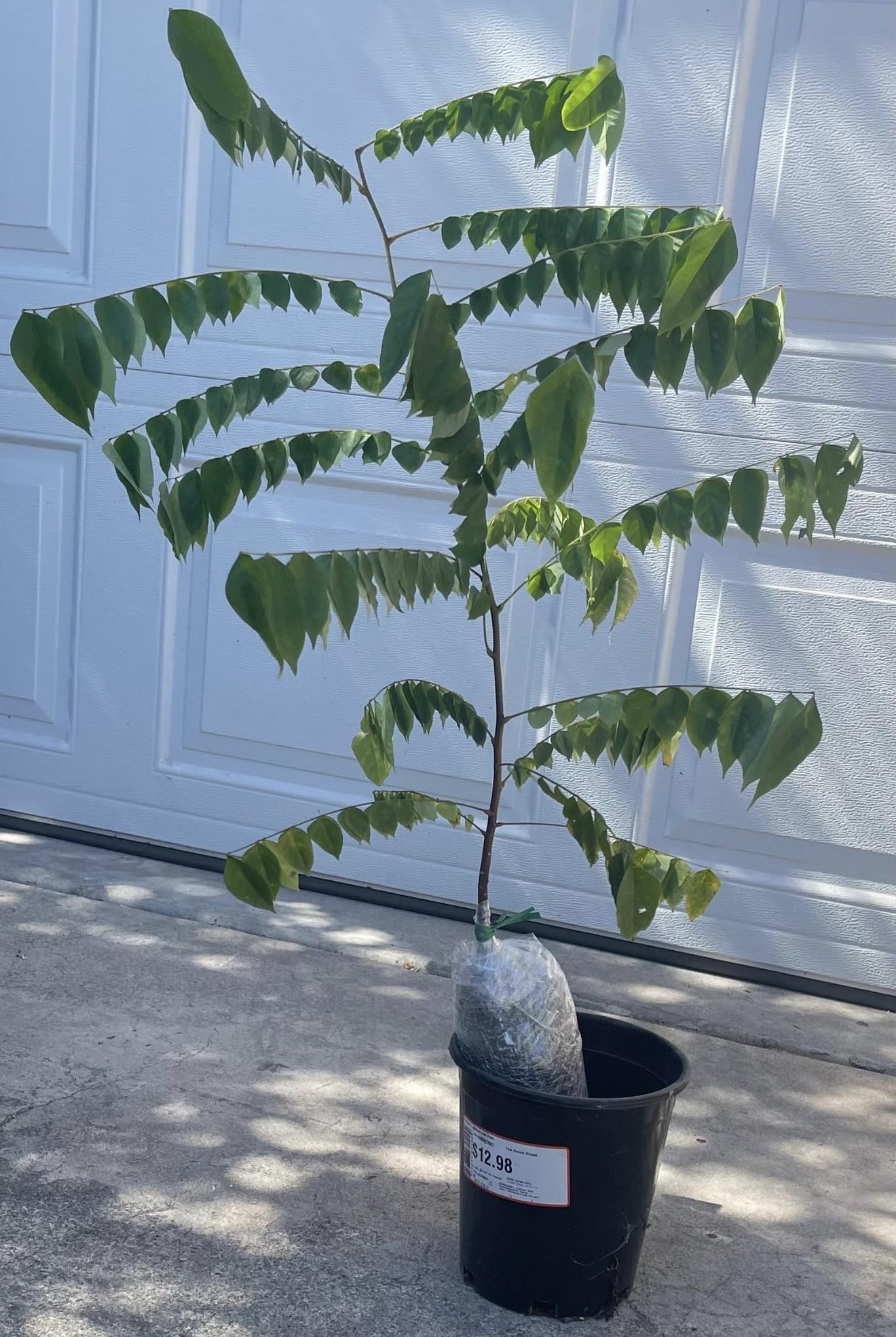 Star Fruit (Averrhoa Carambola) Carambola Live Fruit Tree(1-2ft) Plant (Varieties: Kari, arkin, kaiang, daleys Sweet Gold, fwang Tung)