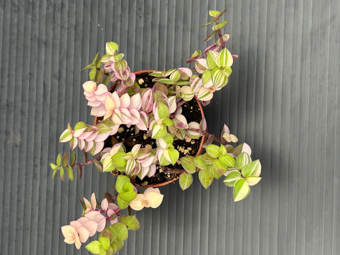Callisia Repens Bianca, Pink and Green Trailing Plant, Live Indoor Houseplant