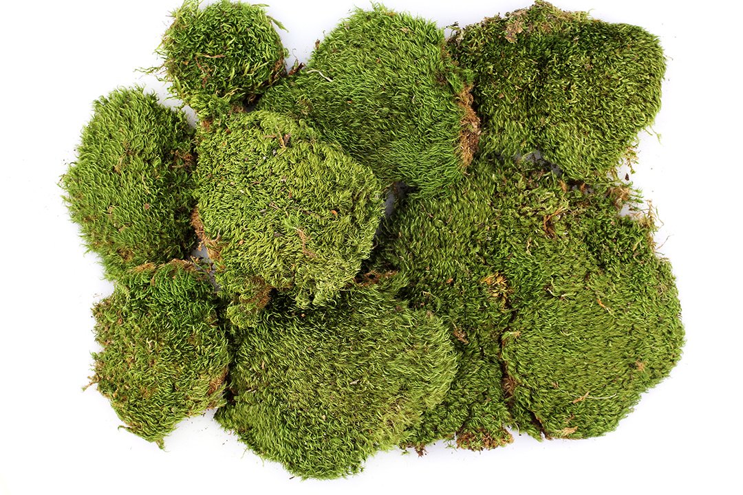 SuperMoss (21537) Mood Moss – Natural Moss for Home Decor, Terrariums, Floral Arrangements, and Craft Projects, 1,564 cu in, Dried