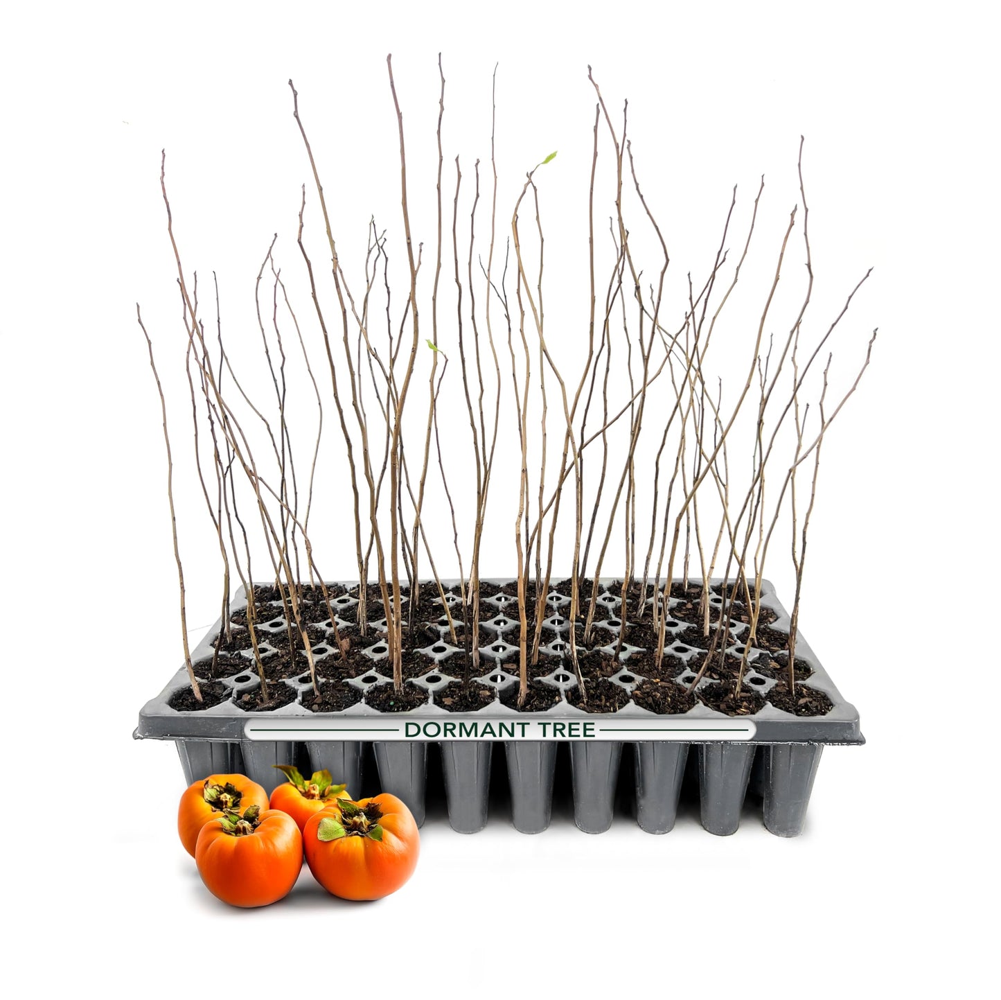 Persimmon Fruit Trees | 10 Live Trees | Diospyros Kaki | Edible Fruit Tree for Home Gardens | Cold Hardy Plants with Sweet, Delicious Fruits