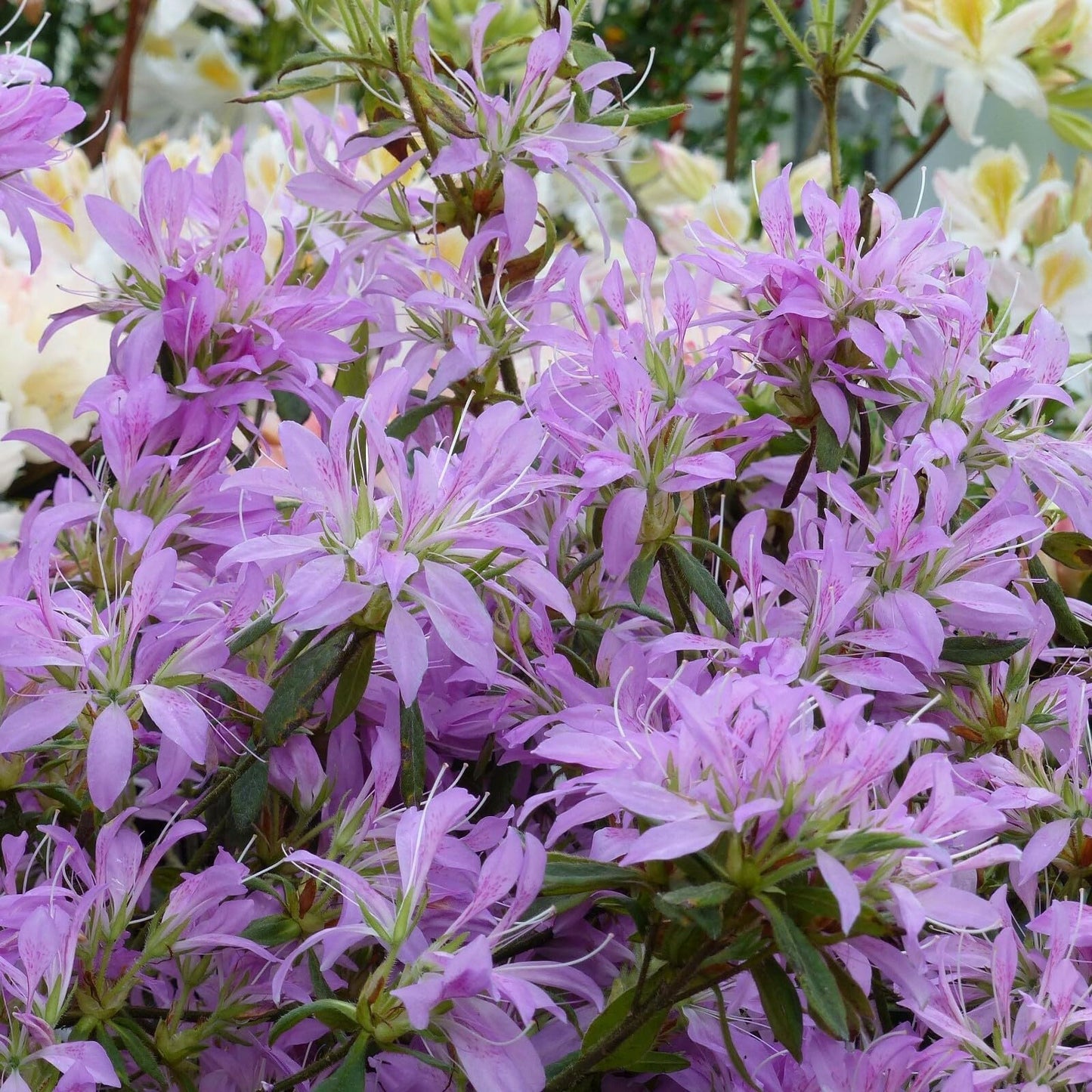 Live Plant - Koromo Shikibu Azalea Rhododendron Deciduous Starter Plant