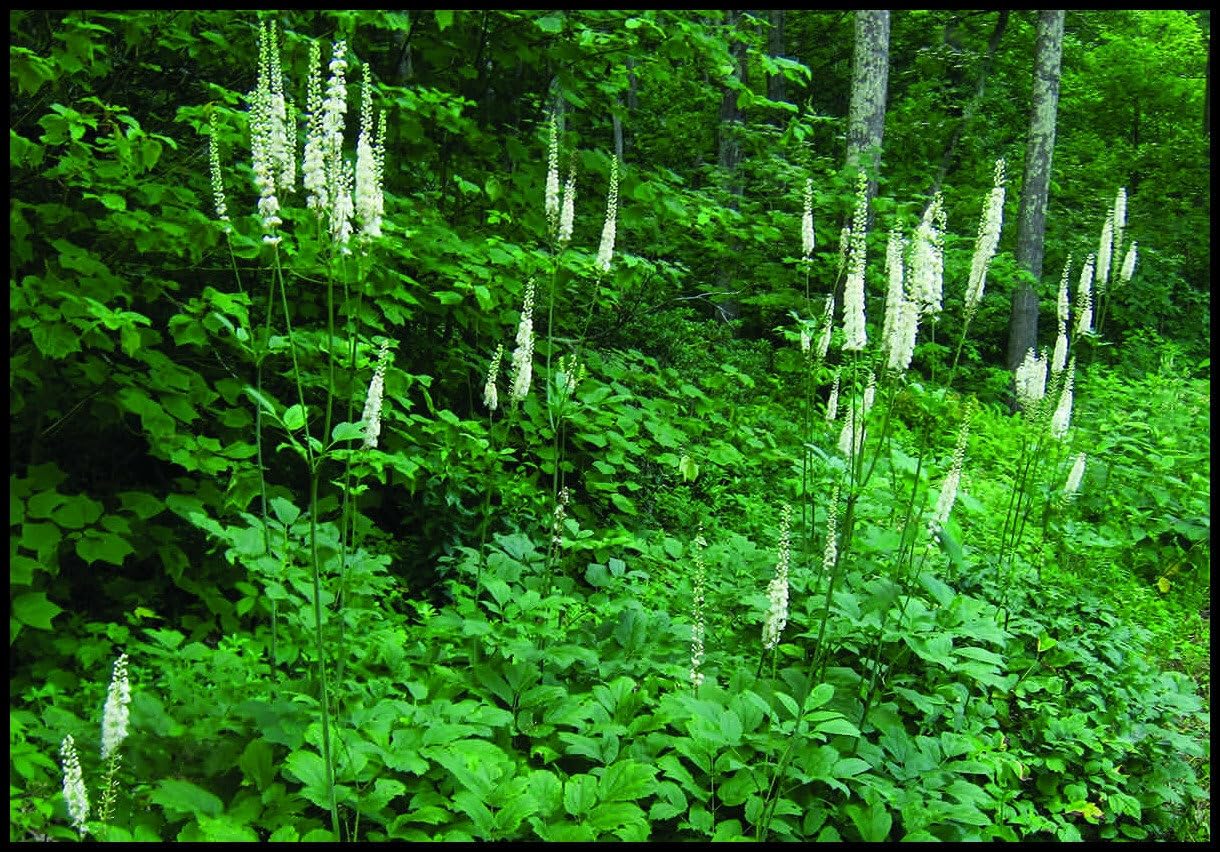 Live Plant - 5 Black Cohosh Bulbs/Roots - Black Snakeroot, American Bugbane, Fairy Candles