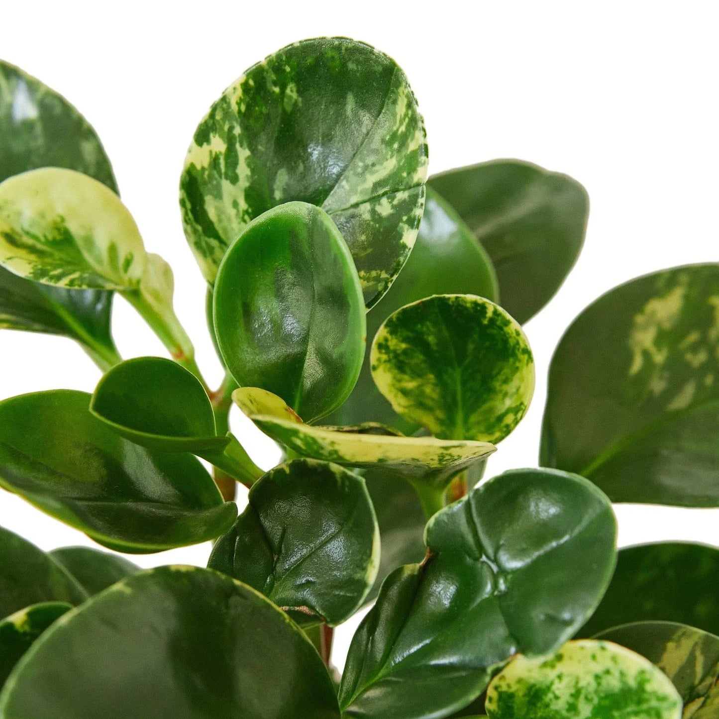 Peperomia 'Marble' | Live Plant for Indoor & Outdoor | for Living Room, Office, Bathroom | (4" Pot)
