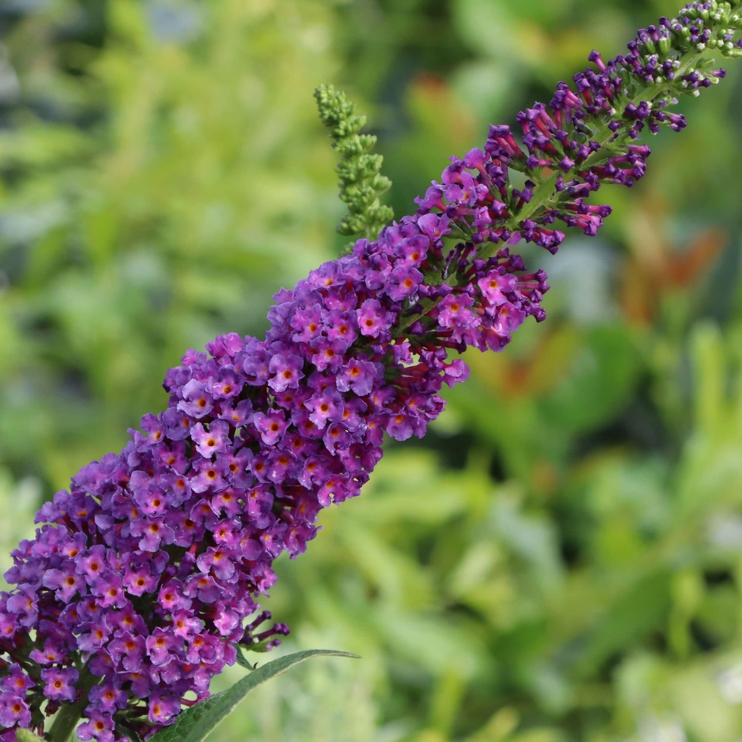 Proven Winners Darkest Night Butterfly Bush (Buddleia x) Live Plant, 4.5" Qt