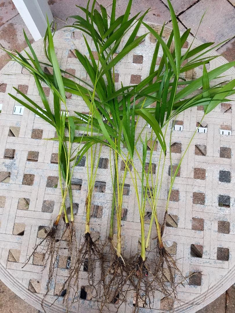 Areca Palm Plant Dypsis lutescens Easy to Grow!! [PF015]