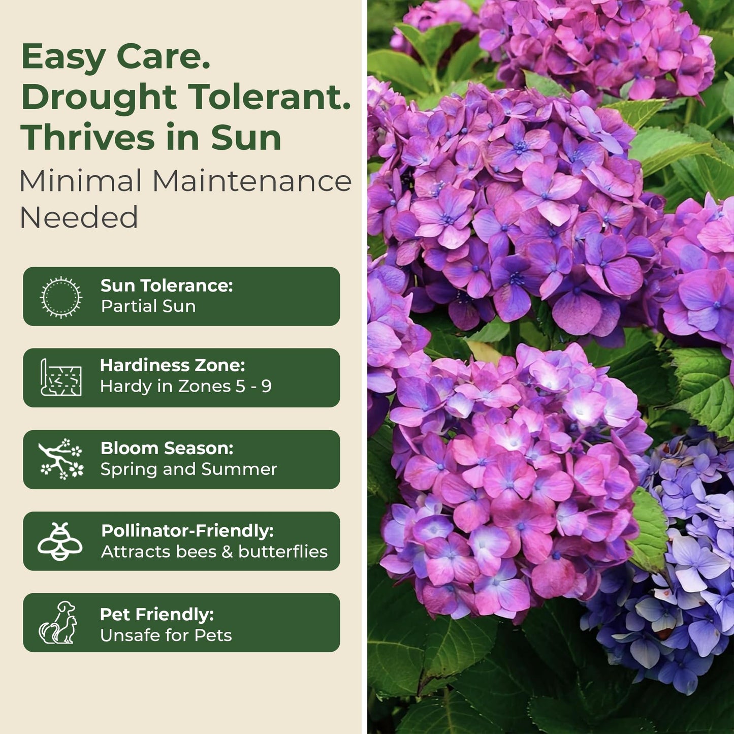 Hydrangea Lime Lovebird Shrub - Spring & Summer Blooming Live Pink and Green Flowers for Gardens in 2 Gal Pot - 3-4' x 3-4' Flowering Shrubs w/Moderate Watering Needs (1 Count)