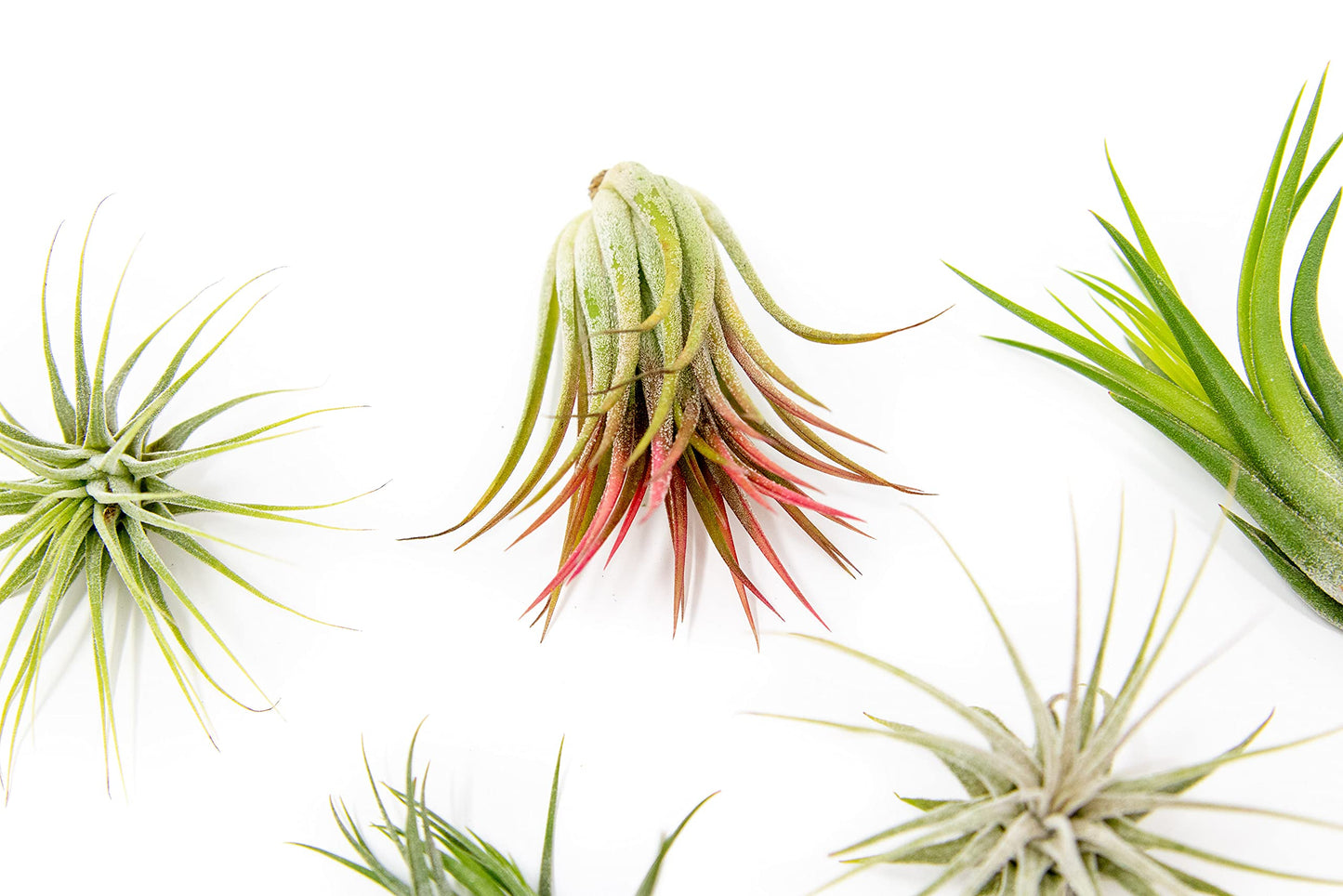 24 Pack Air Plants Assorted Tillandsia Ionantha - Live Succulent House Plants - Available in Wholesale and Bulk - Home and Garden Decor - Easy Care Indoor and Outdoor Plants