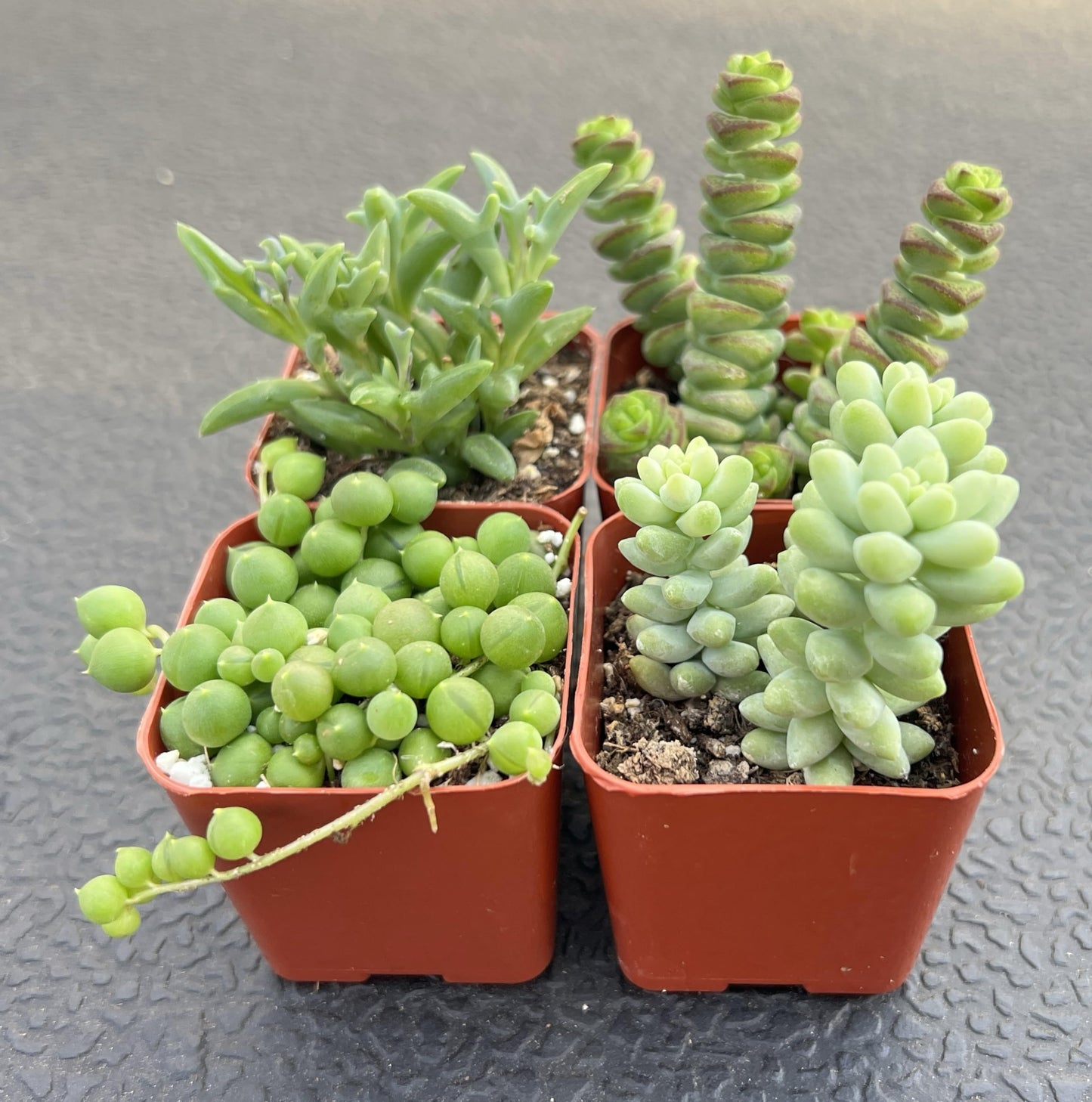 Sprout N Green Trailing Succulent Collection, 4 String Succulent Plant Fully Rooted in 2inch Starter Pot, Home Office Indoor Outdoor Wedding Decoration DIY Projects Party Favor