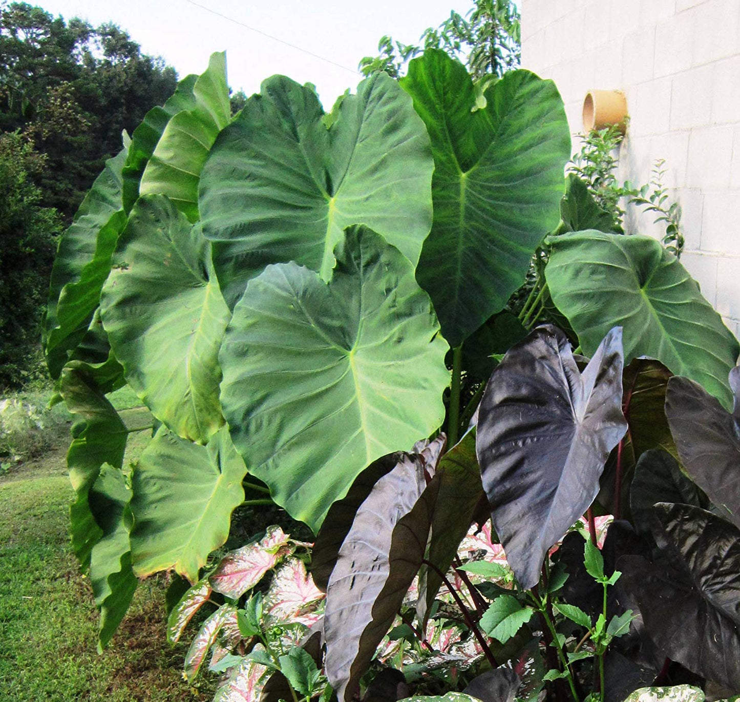 1 Jumbo Elephant Ear Bulbs (Colocasia esculenta) Tropical Plant 9-11