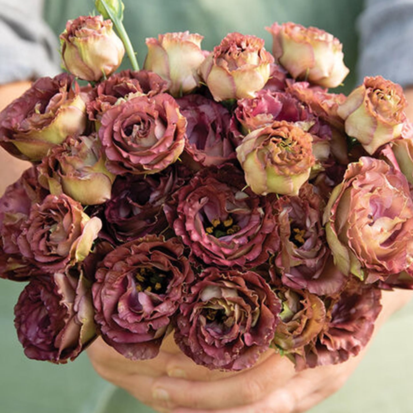 Palm Beach Medicinal Herbs - Rosanne 3 Brown Pelleted Lisianthus (Eustoma grandiflorum) - Packet of 20 Seeds