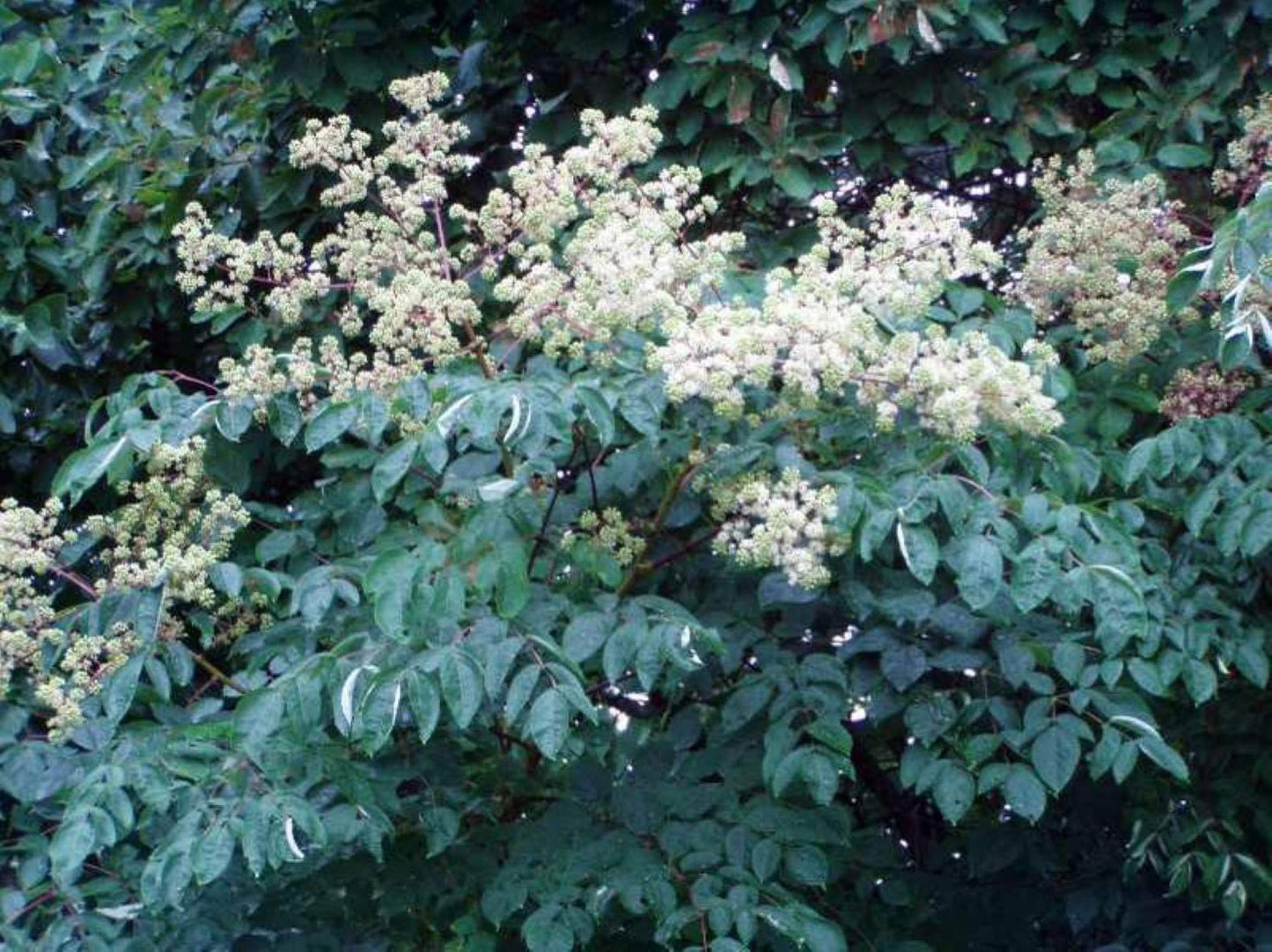 1 Branch/stem 32-34” Long of Aralia spinosa - Devil's Walkingstick.