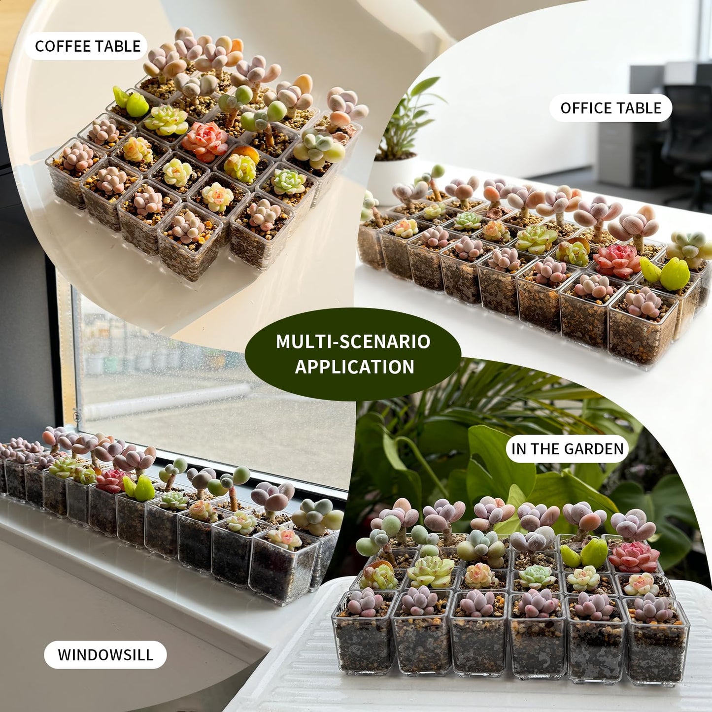 QCSMBFL 24pcs Super Tiny Mini Clear Plastic Planter, 1.1" Small Succulent Nursery Pots with Drainage Hole & Storage Box with Lid (Lid for Storage Only)，Micro Plants Pots for Root Viewing, Home Decor