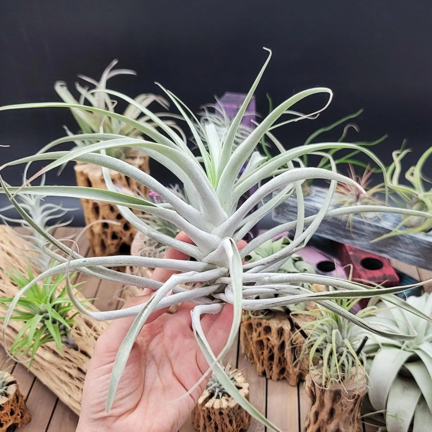 Tillandsia Cacticola Large