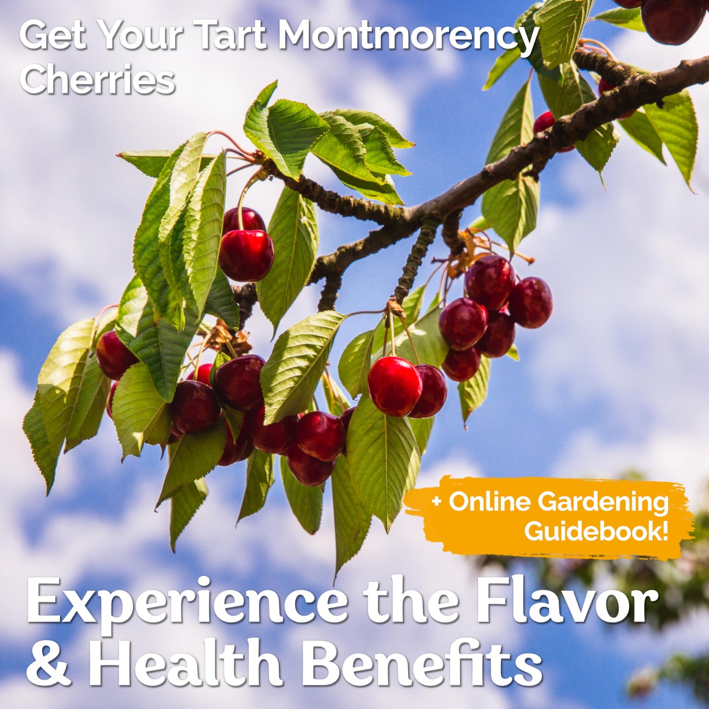 KVITER 10 Red Montmorency Sour Cherry Tree Seeds (Prunus cerasus) - Montmorency Tart Cherry Heirloom Seed - Organic Fruit Seeds, Perfect for Fruit Tree Gardens & Orchards