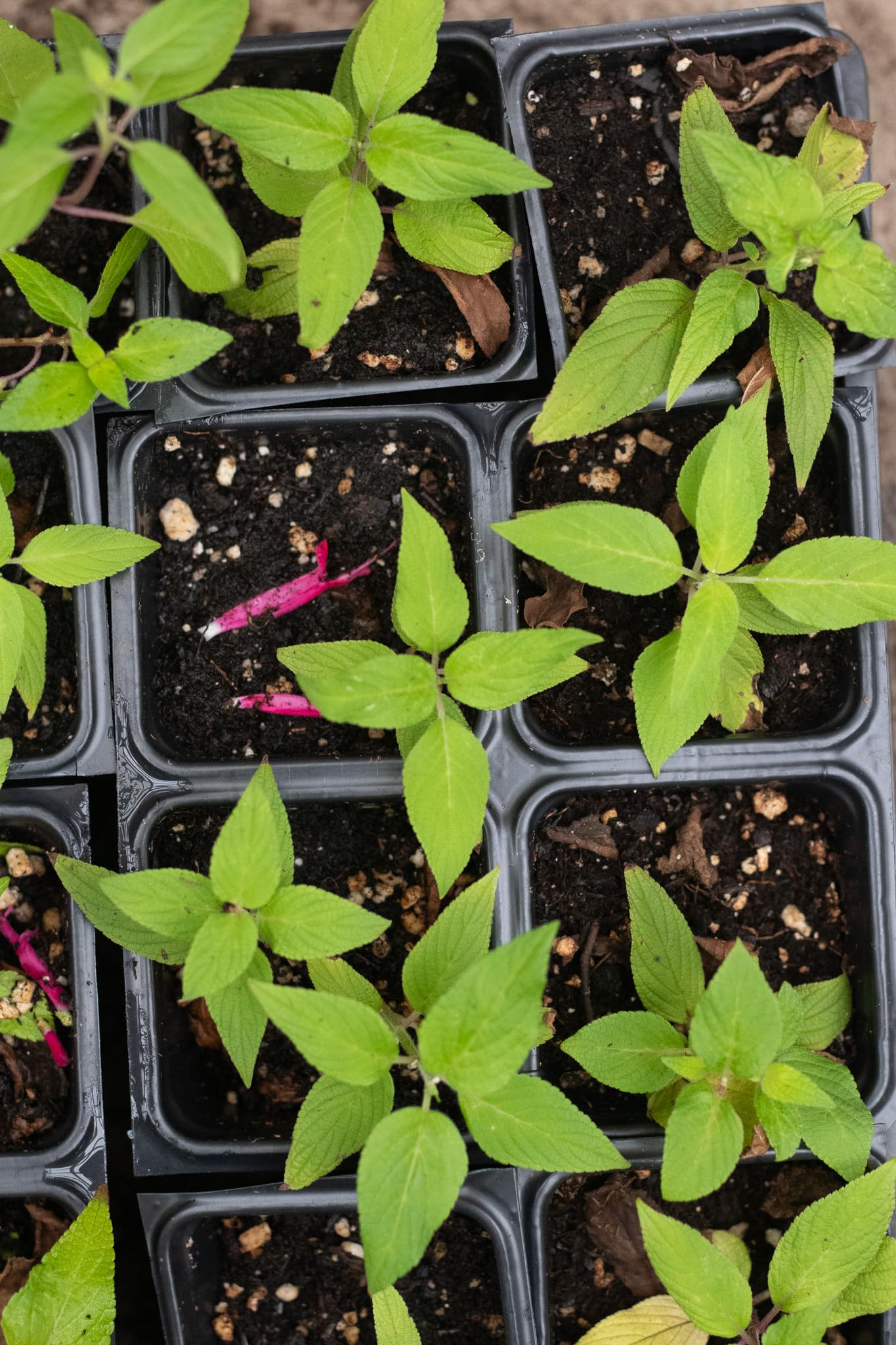 Organic Pineapple Sage Plant (Salvia elegans) in 2.5 inch Pot - Attracts Butterflies and Hummingbirds