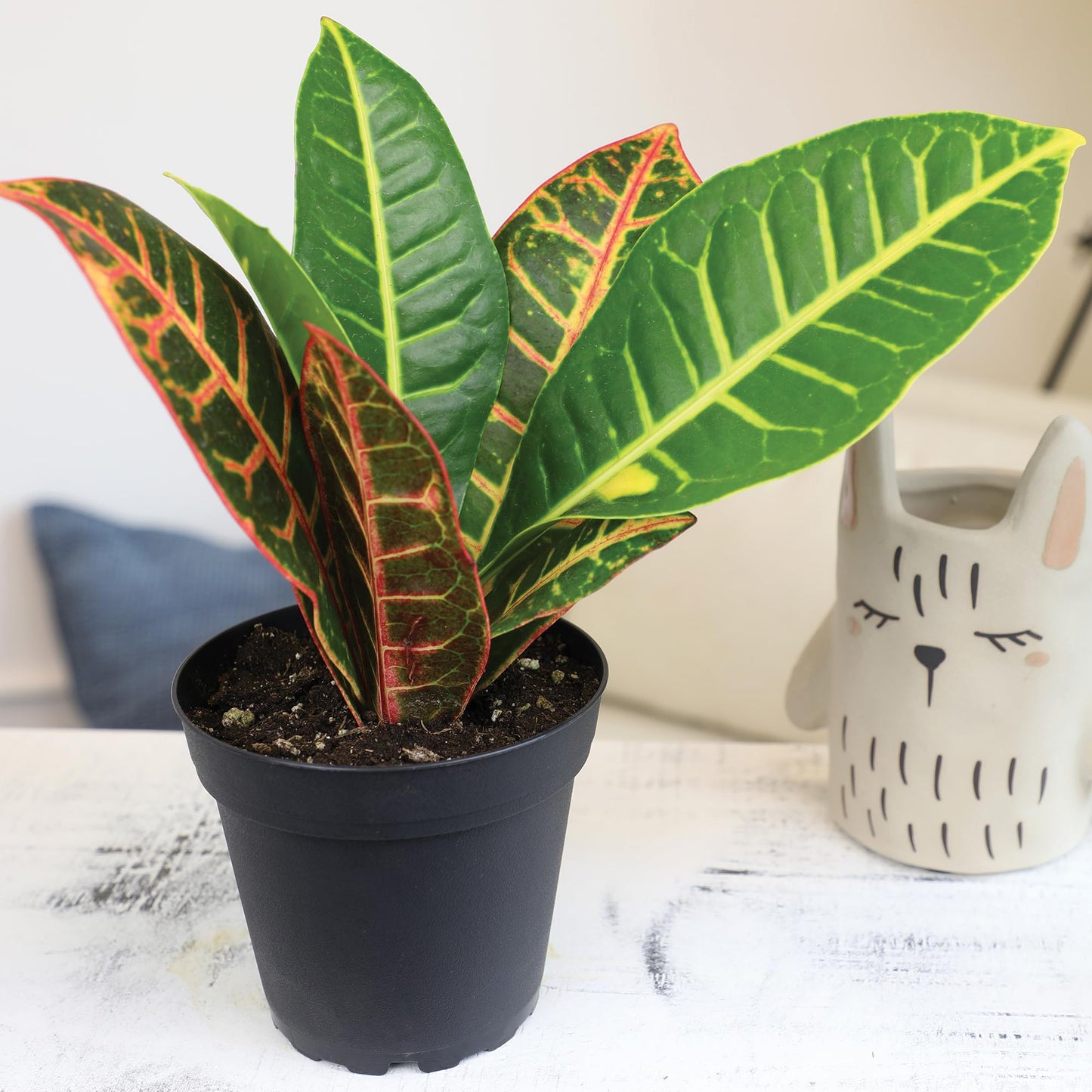 Essential Houseplant Collection (4PK) in 4.25" Grower Pots, Easy Air Purifying Plant Pack with Pothos, Syngonium, Philodendron, & More Popular Live Houseplants for Beginners by Plants for Pets