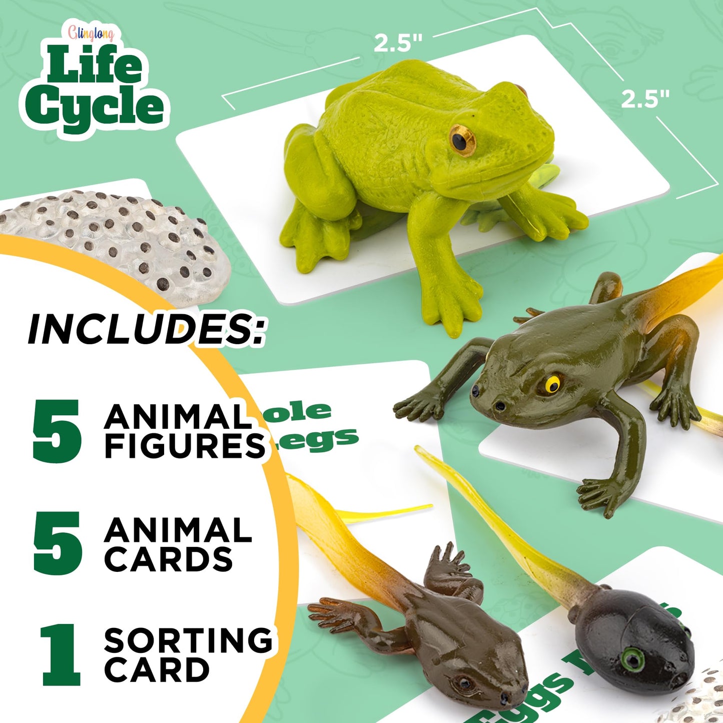 Life Cycle Kit Montessori - Realistic Figurine Toys, Animal Matching Game Frog Animals, Easter Basket Stuffers for Kids, Science Fun for Learning Education Toys