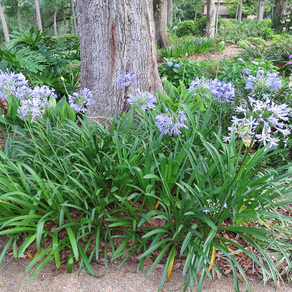 Blue Agapanthus 1 Gallon
