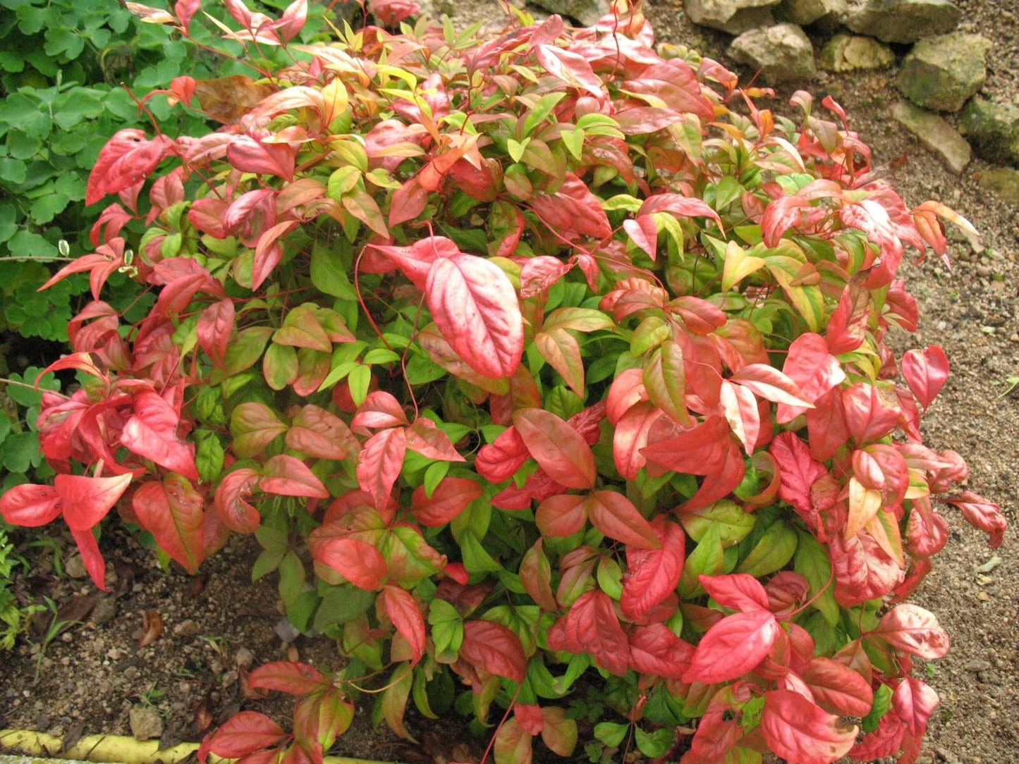 Live Plant - Firepower Nandina Heavenly Bamboo