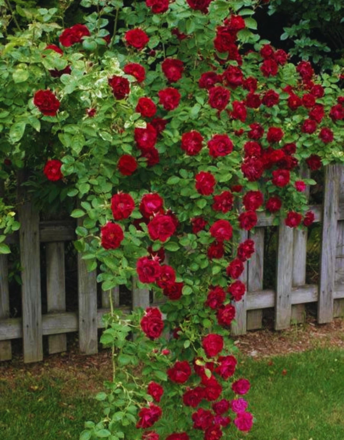 Red Climbing Rose Live Plant, Fragrant Rose Bush Ready to Plants, Zone 5 to 9, Size 3 to 5 Inches and Bare Root