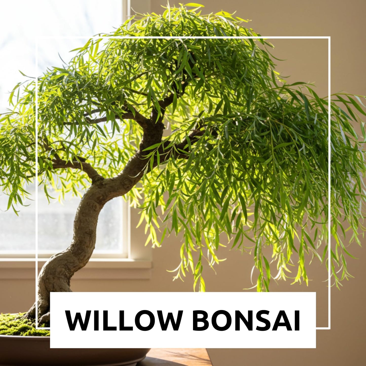Abby’s Willow Bonsai Forest – 5 Willow Cuttings – Easy-to-Grow, Miniature Trees for Indoor or Outdoor Gardens