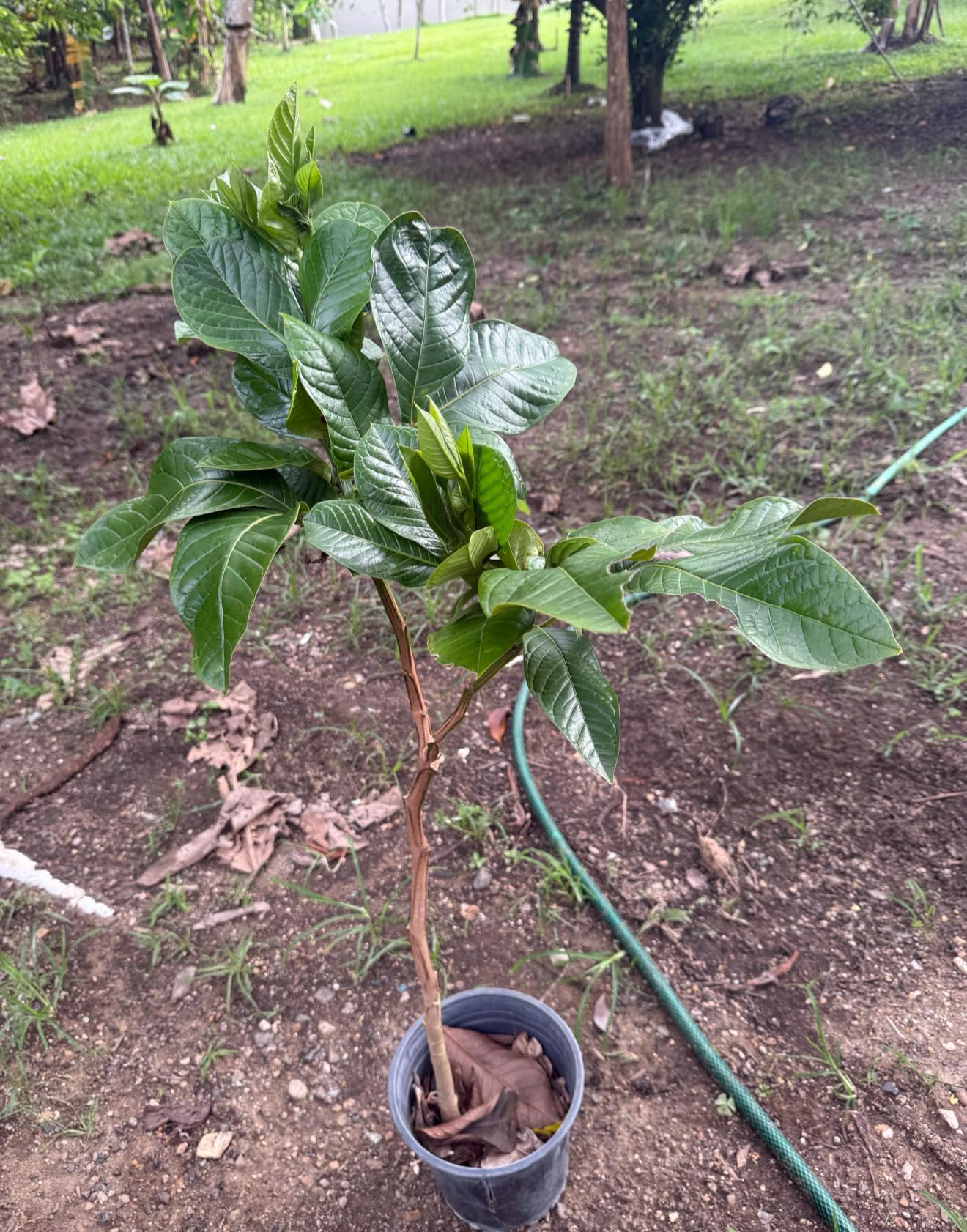 Big Jumbo Ice Cream Bean Tree (inga edulis) Guama Machete Tropical Fruit Live Tree Machete guama