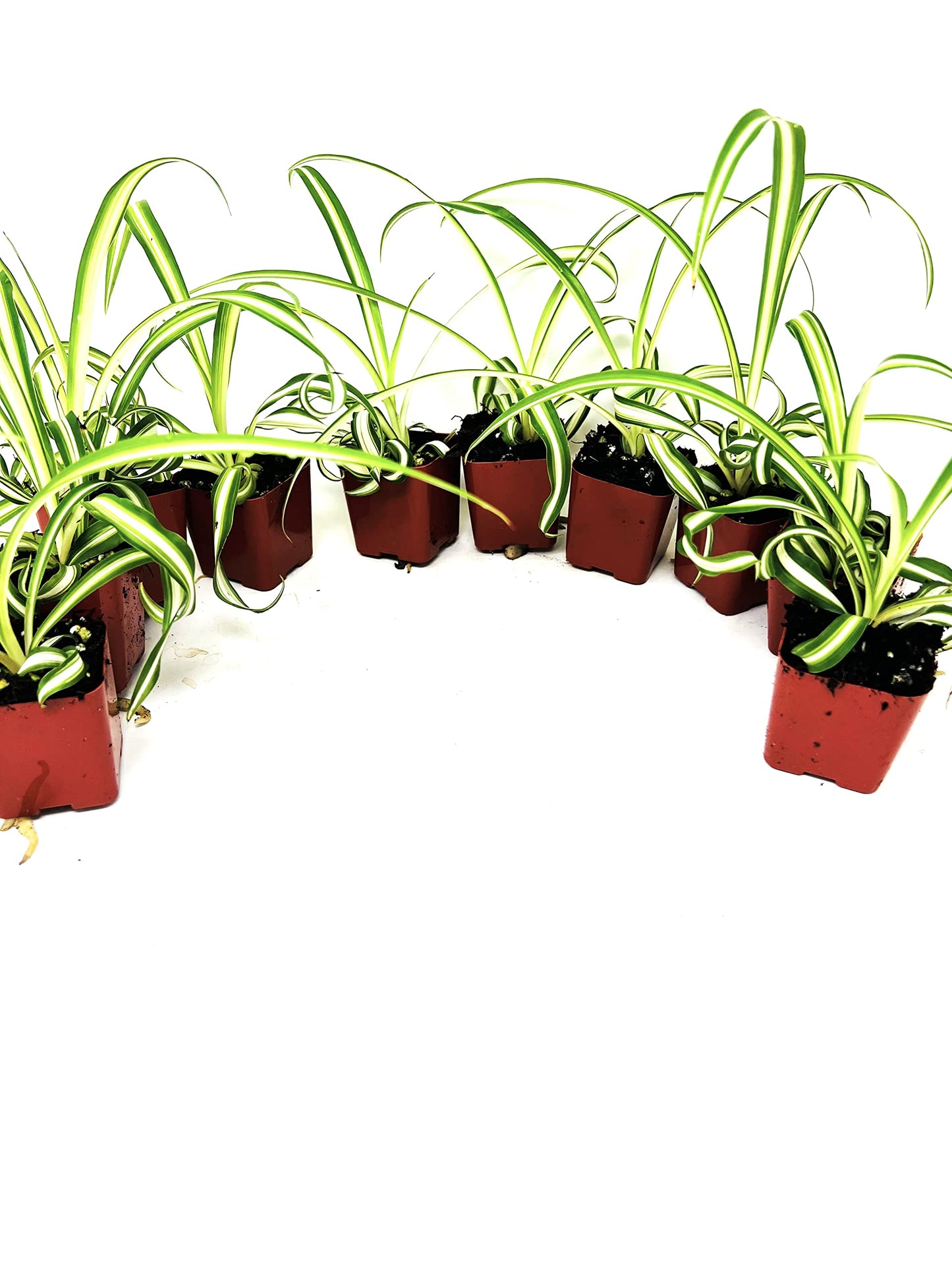 JM BAMBOO Ocean Spider Collection -3Plants 2inch Starter pots- Easy to Grow- Easy to Cultivate