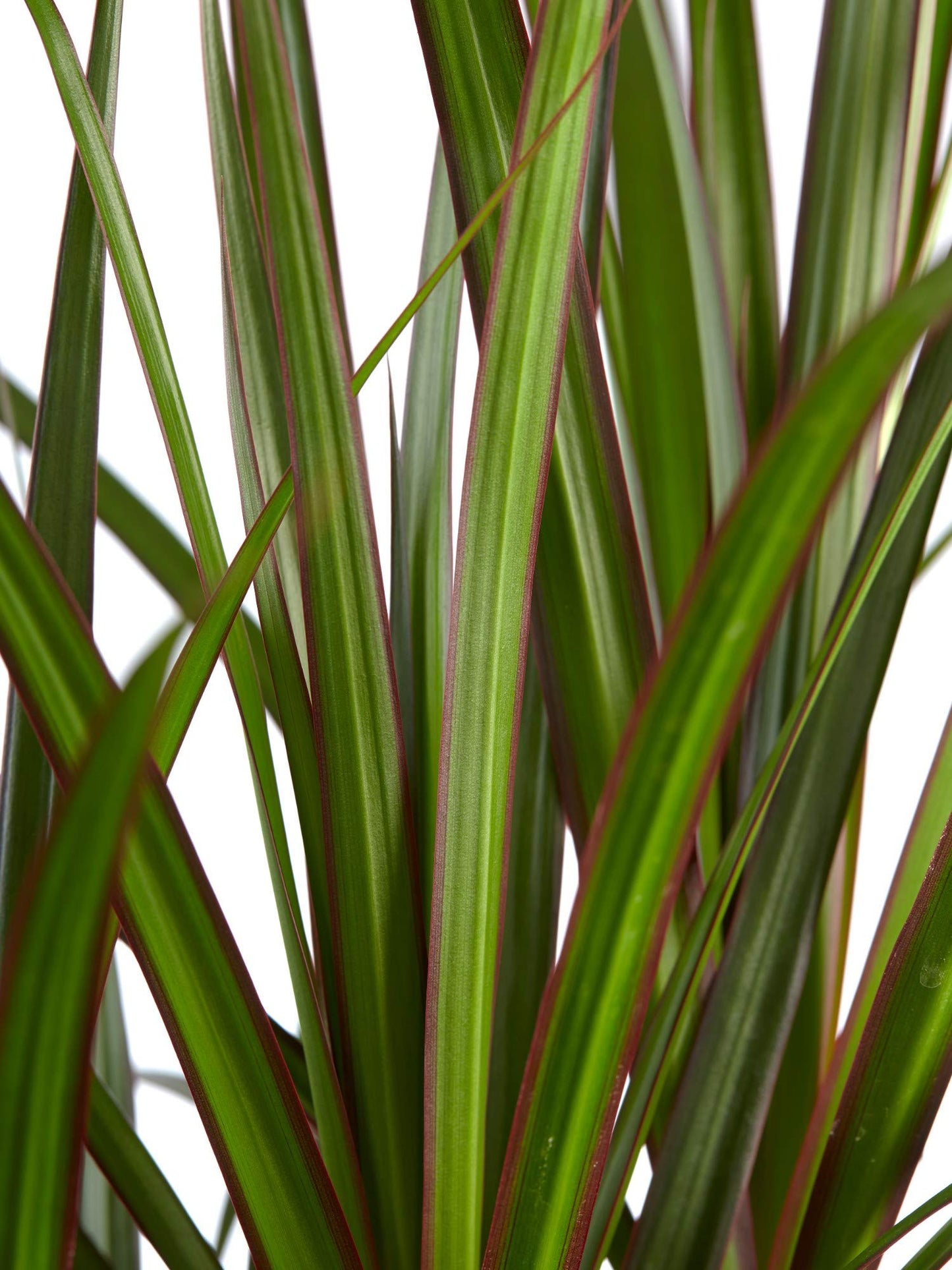 Dracaena Marginata Braid - Live Plant in a 6 Inch Pot - Dracaena Marginata - Stunning Braided Indoor Houseplant