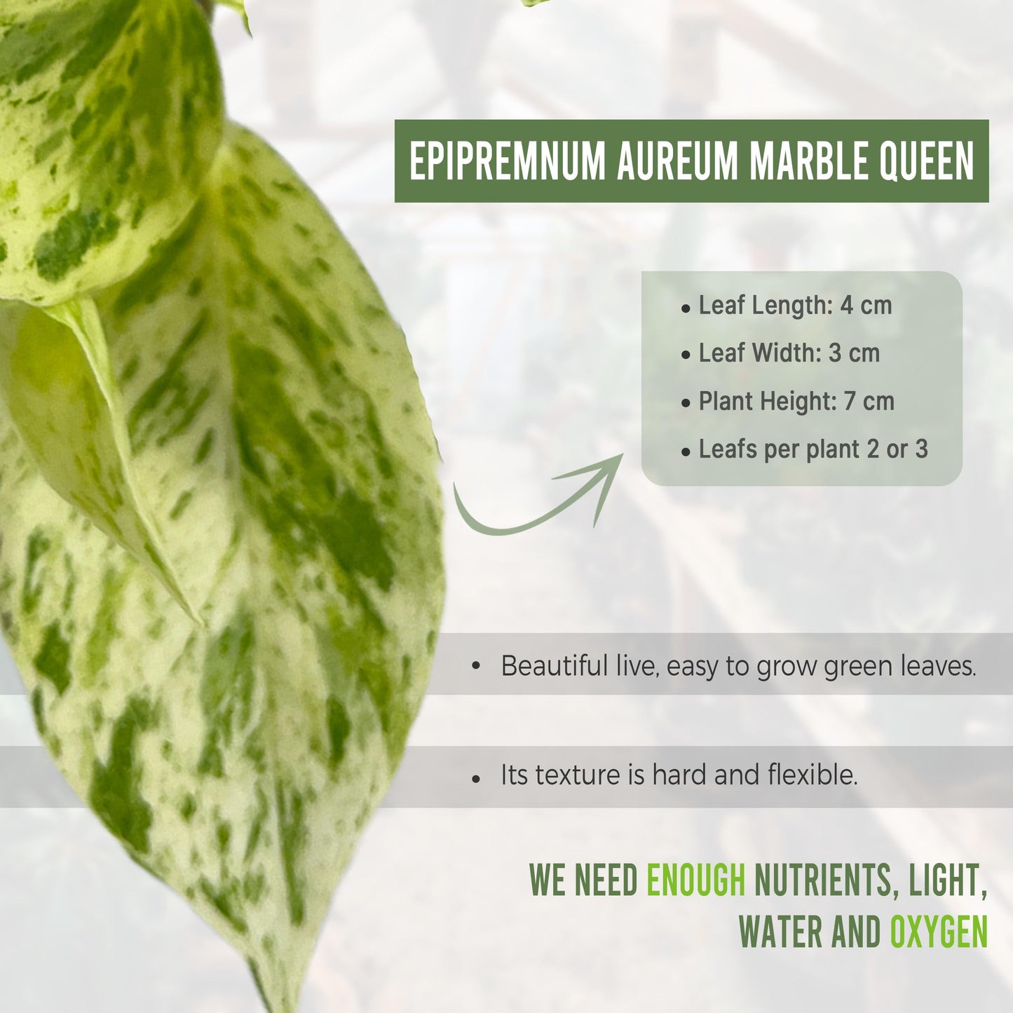 LEAL PLANTS ECUADOR Epipremnum Aureum Marble Queen (Pack of 2) Trailing Live Houseplants Neon Pothos | Natural Décor Plant | Marble Queen Photos
